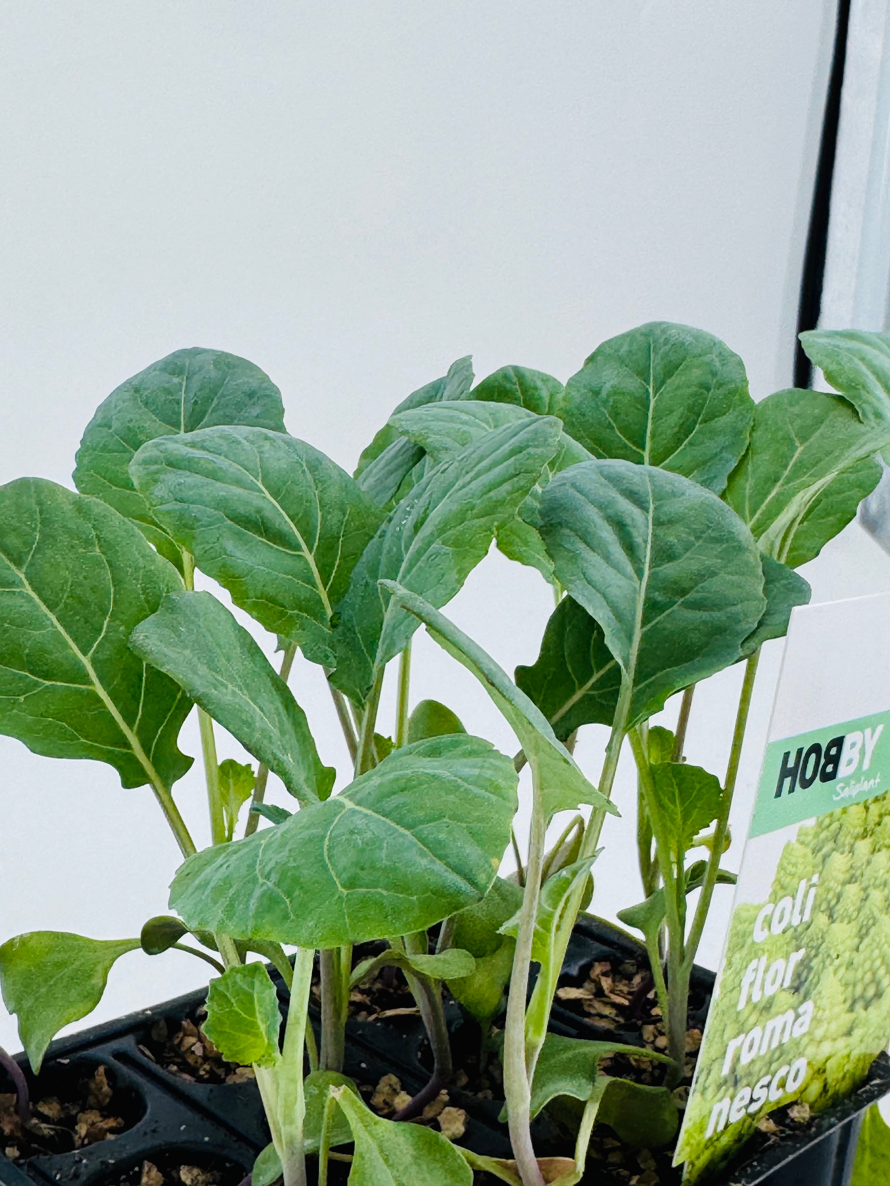 Pack de 12 plantas jóvenes de coliflor romanesco verde en bandeja negra, listas para trasplantar.