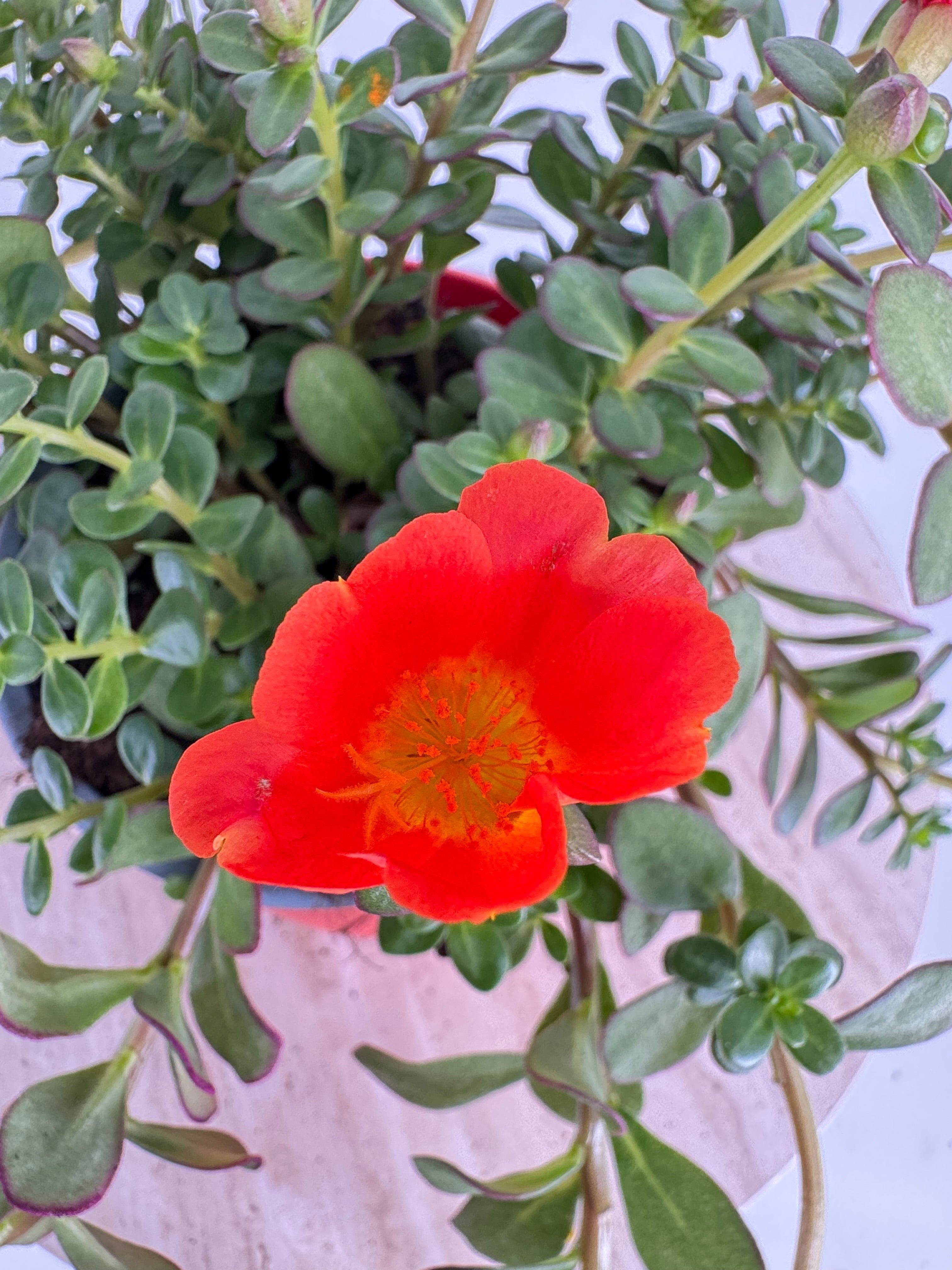 PORTULACA GRANDIFLORA M13