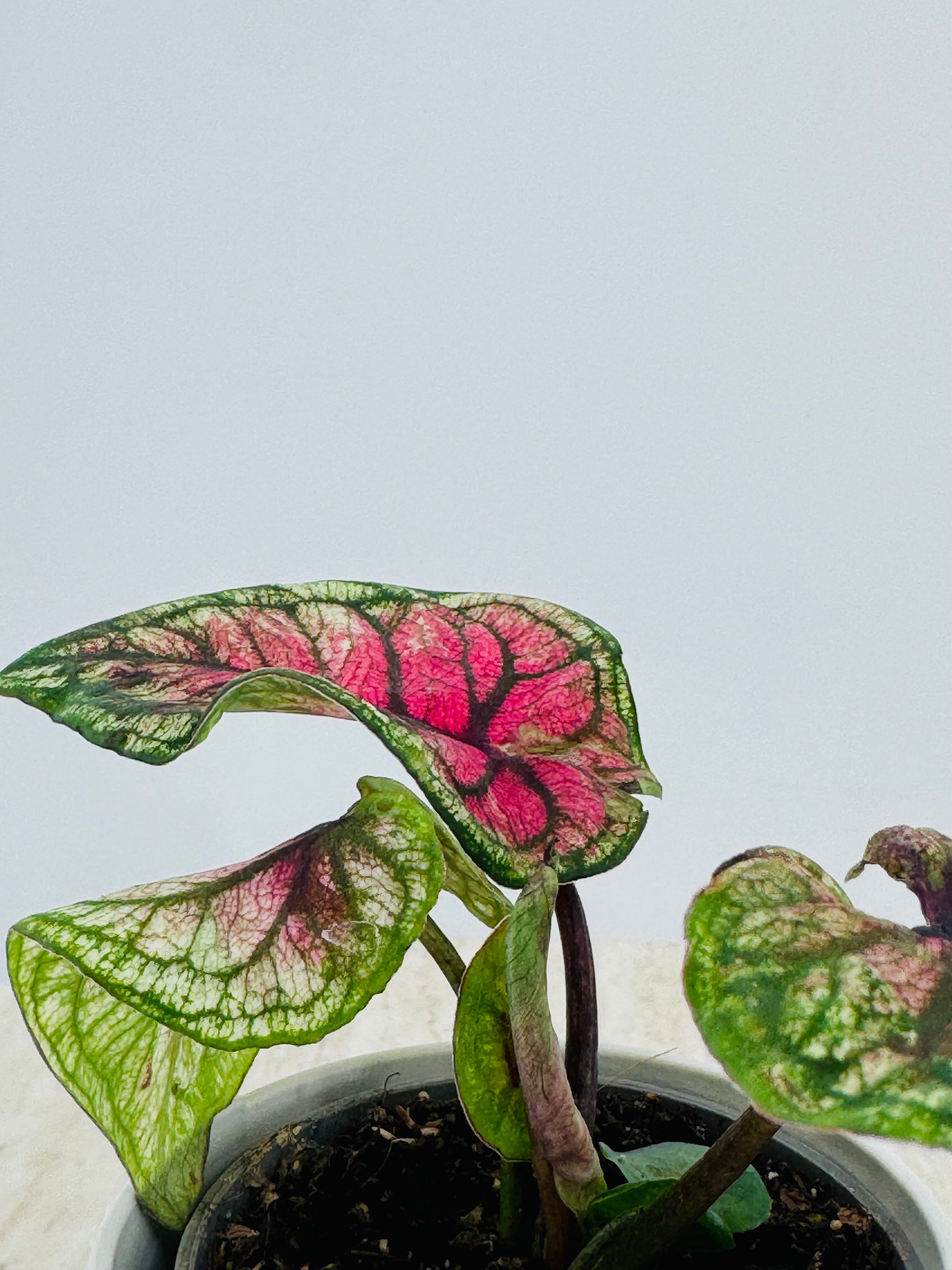 Caladium Mix M6 tropical plant with vibrant pink, green, and white variegated leaves in a small pot.