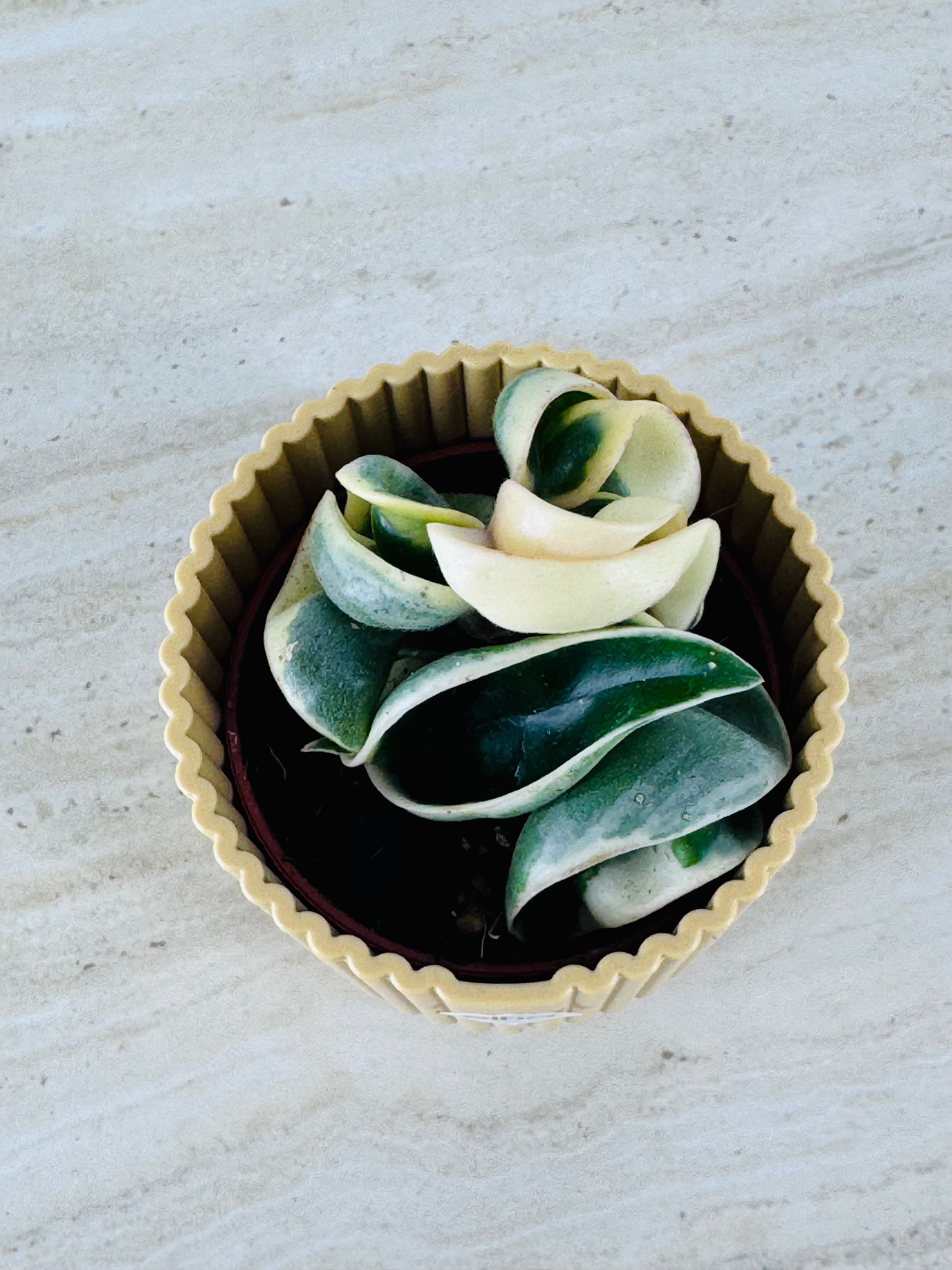 HOYA COMPACTA GREEN M6