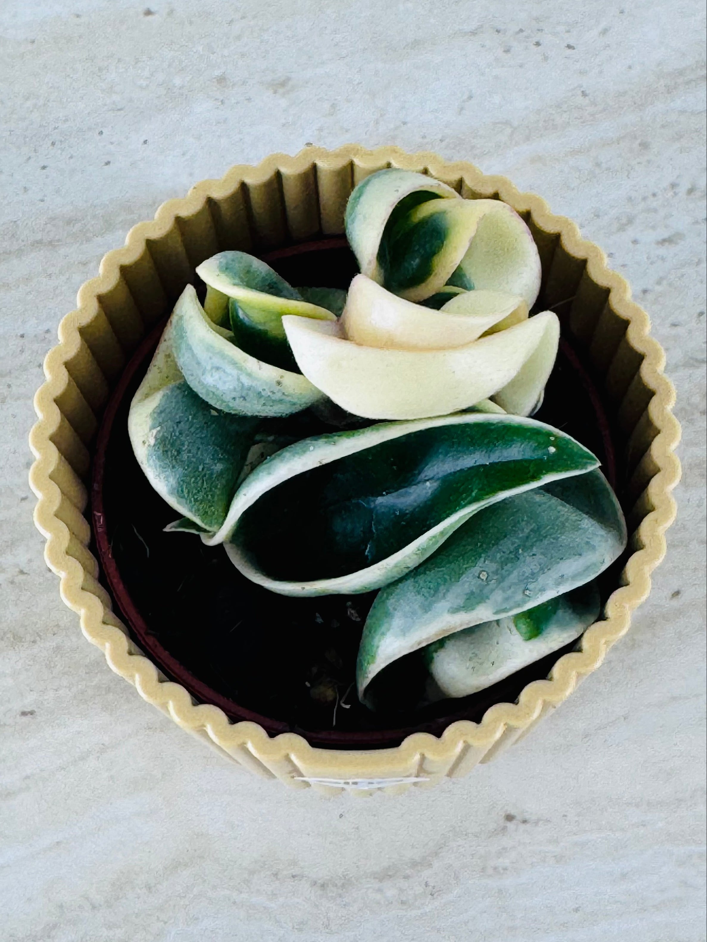 HOYA COMPACTA GREEN/VARIEGATA M6