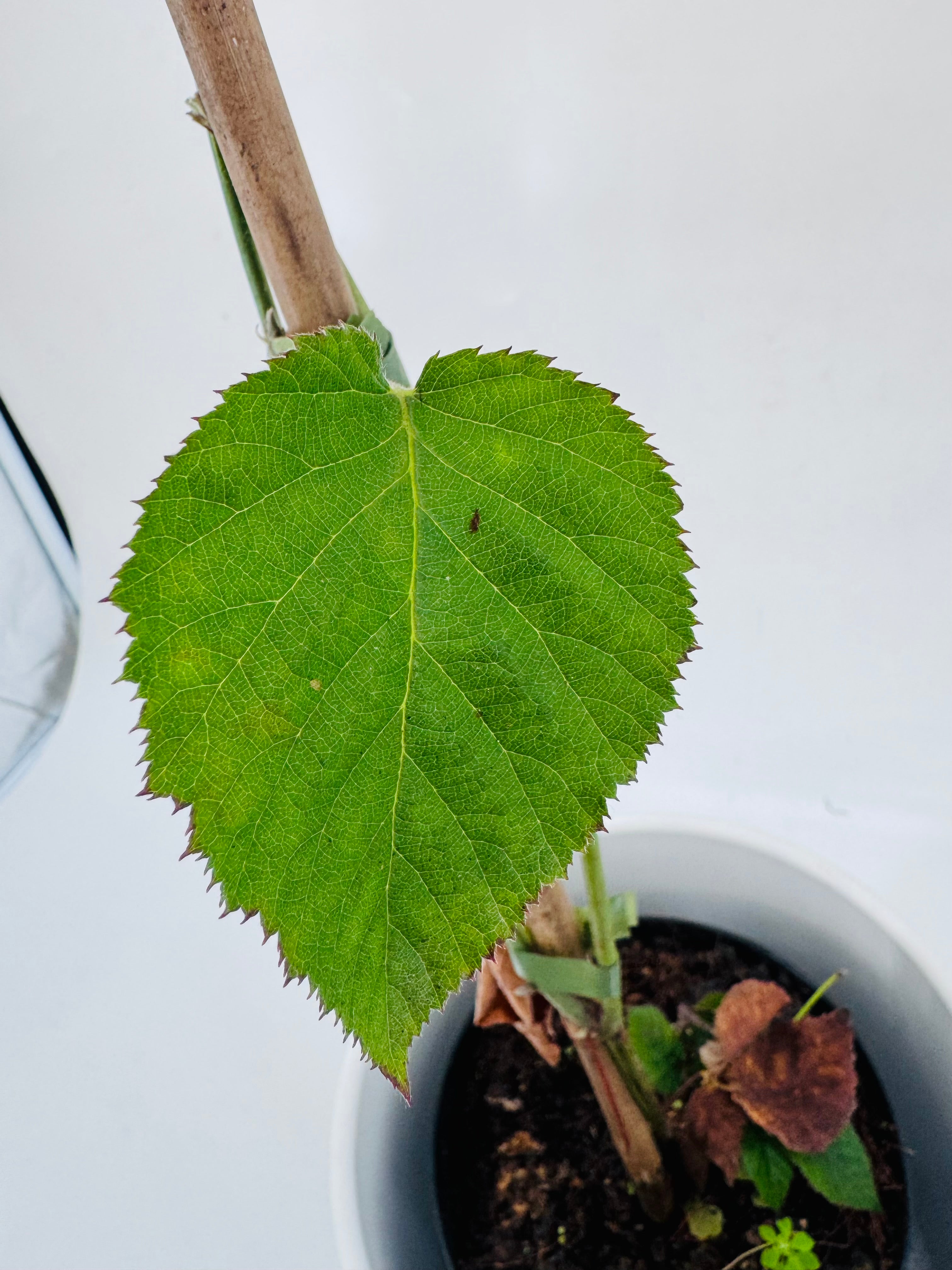 MORA NEGRA 3L RUBUS FRUTICOSUS