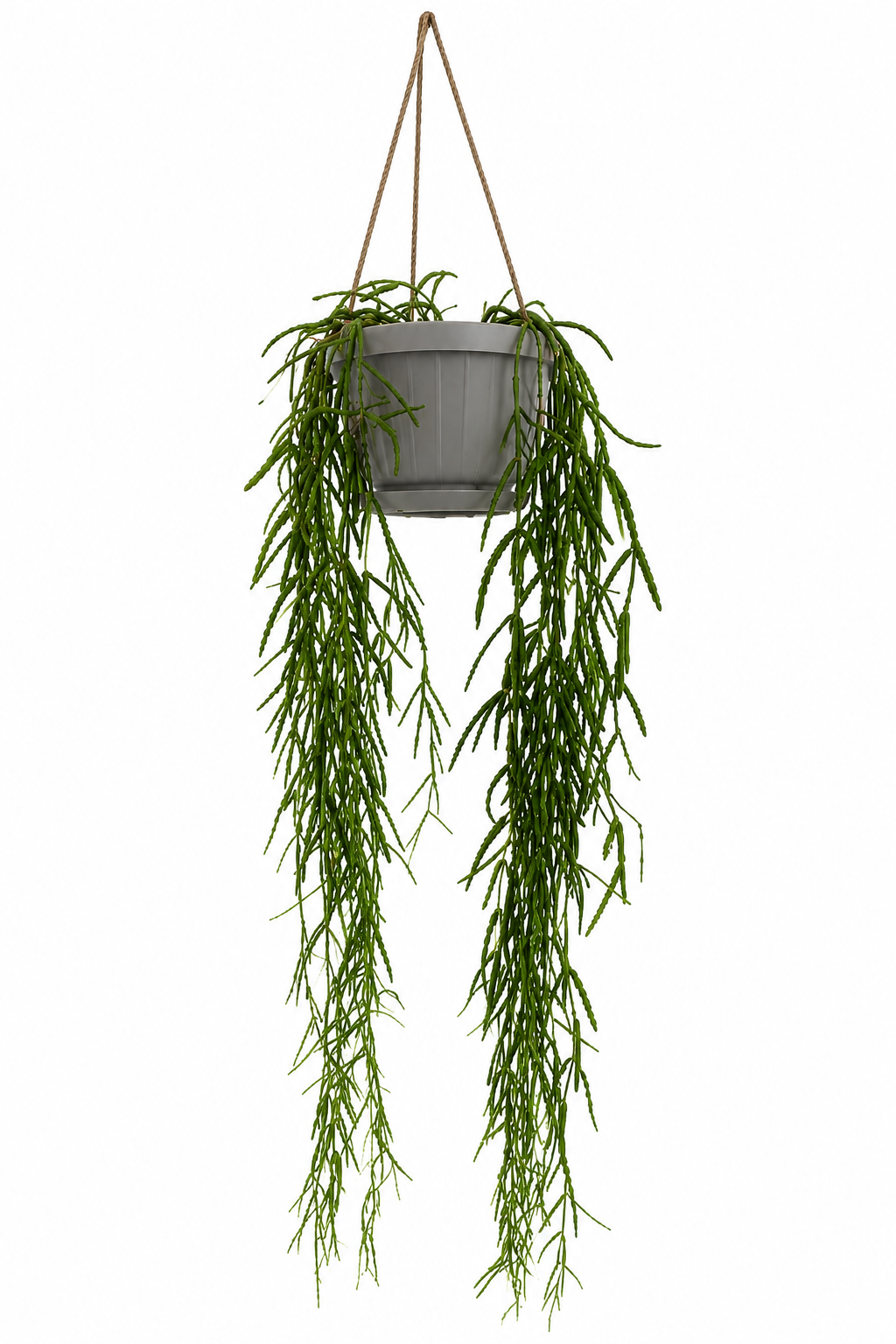 HOYA LINEARIS M14