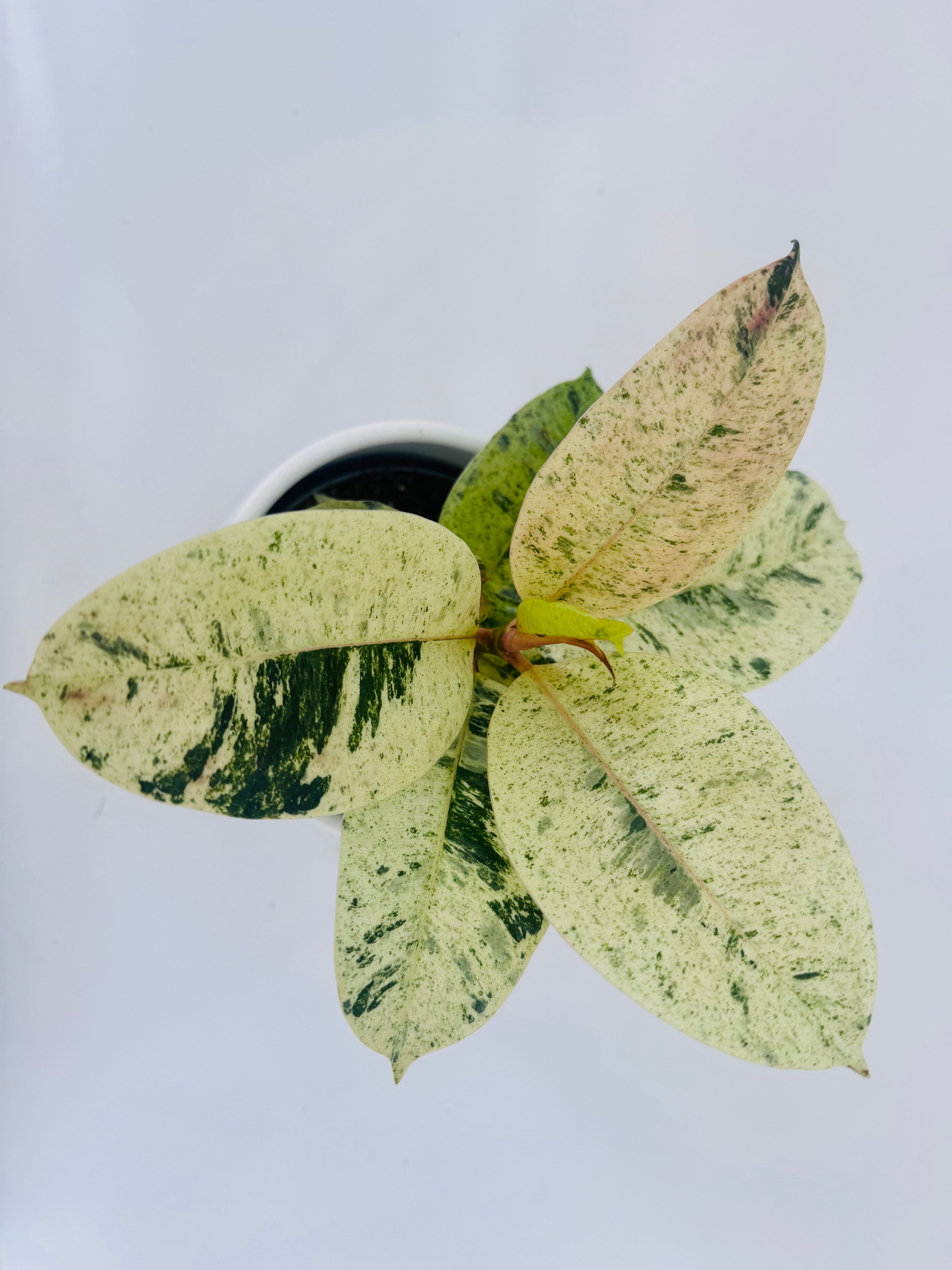 FICUS EL SHIVEREANA M12