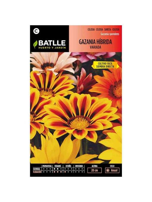 GAZANIA HIBRIDA VARIADA
