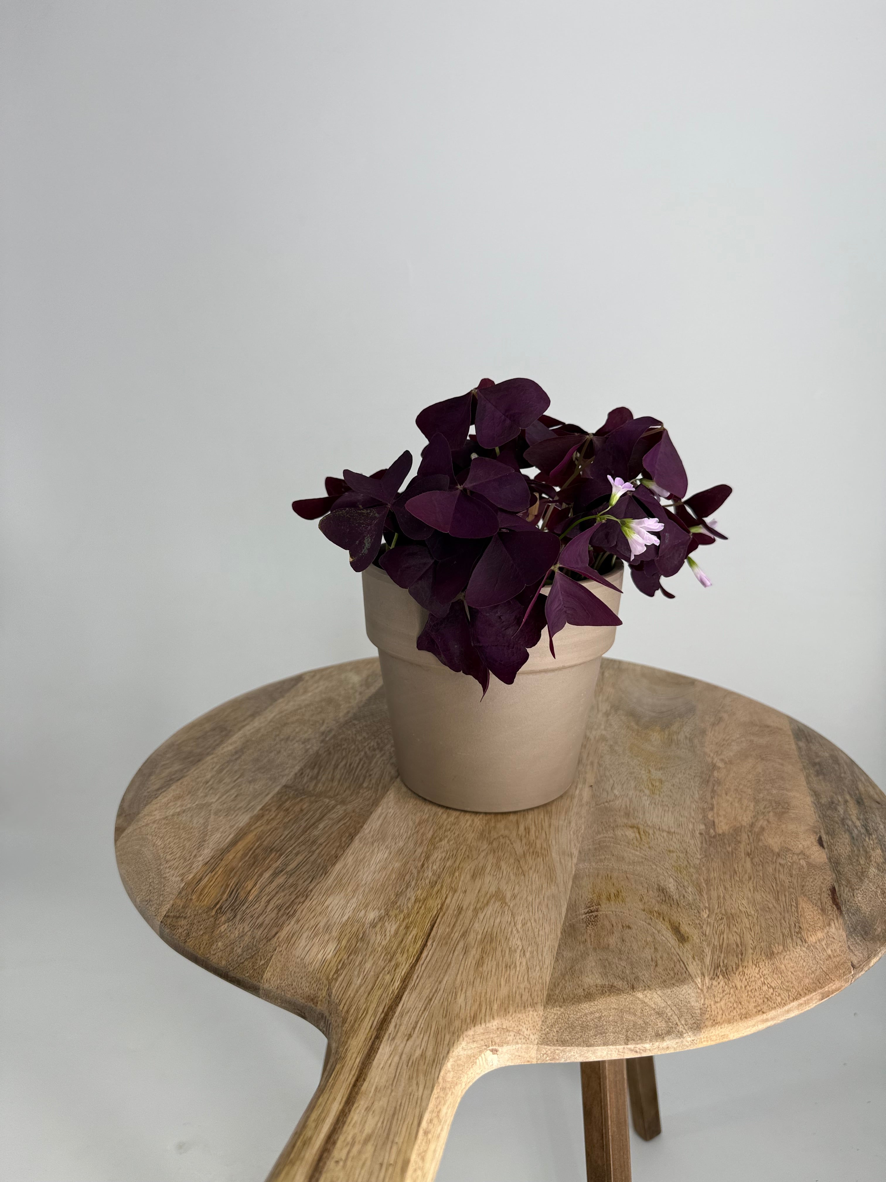 Planta Oxalis Mijke con hojas moradas en forma de trébol y flores pequeñas en una maceta beige sobre mesa de madera.