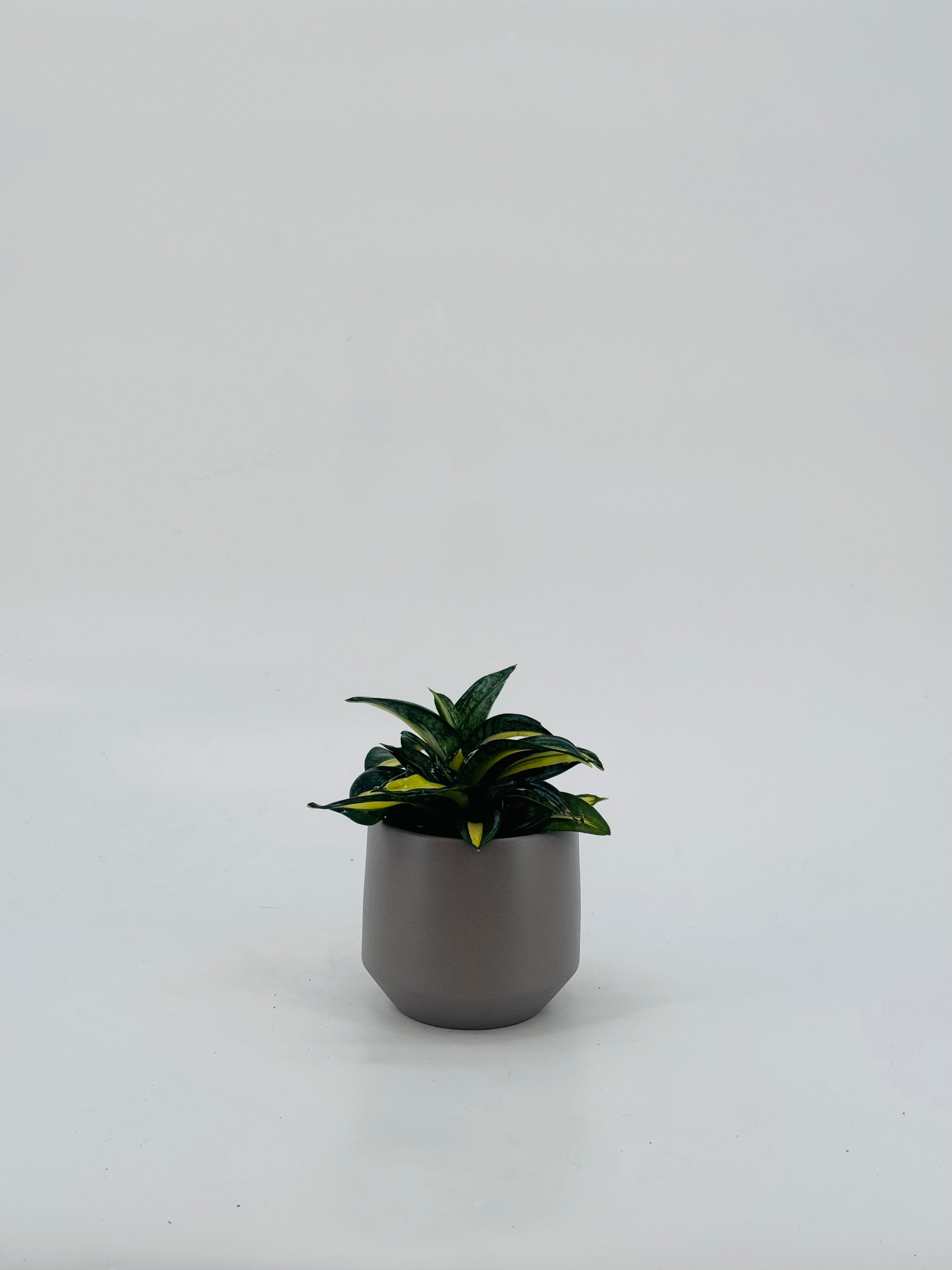 SANSEVIERIA TRIF SPIRAL STAR M9