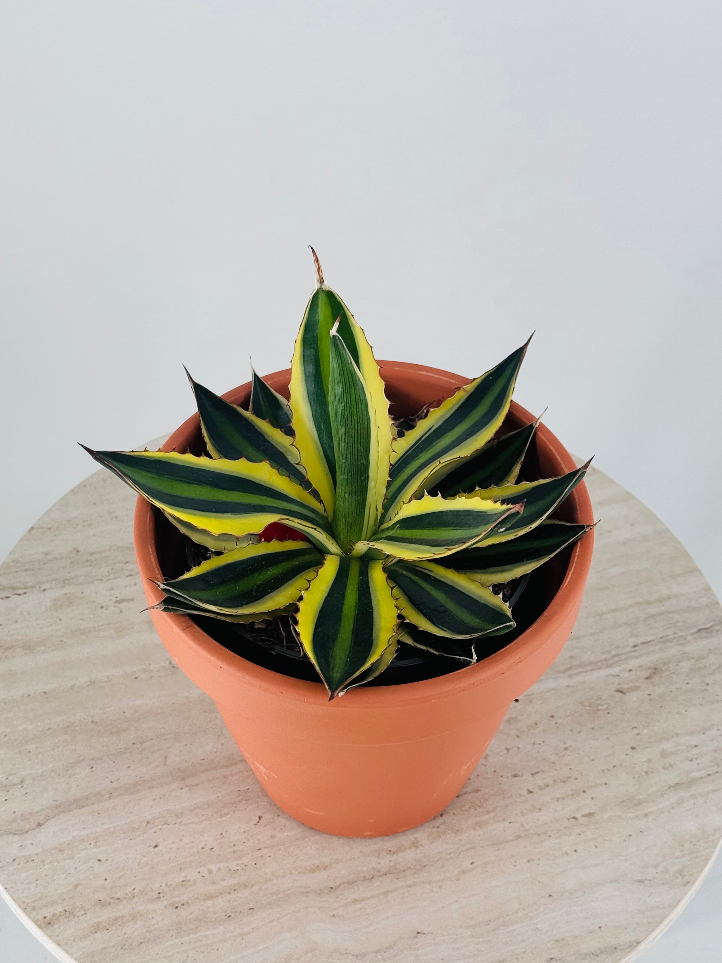 AGAVE LOPHANTA QUADRICOLOR M13