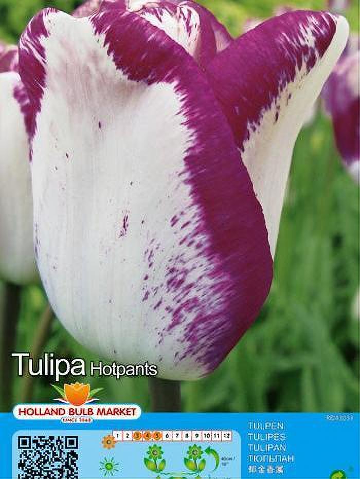TULIPA HOTPANTS (X5)