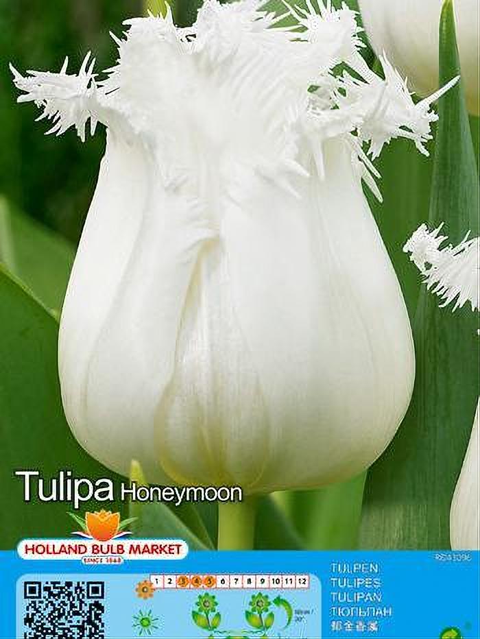 TULIPA HONEYMOON (X5)