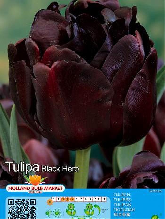 TULIPA BLACK HERO (X5)