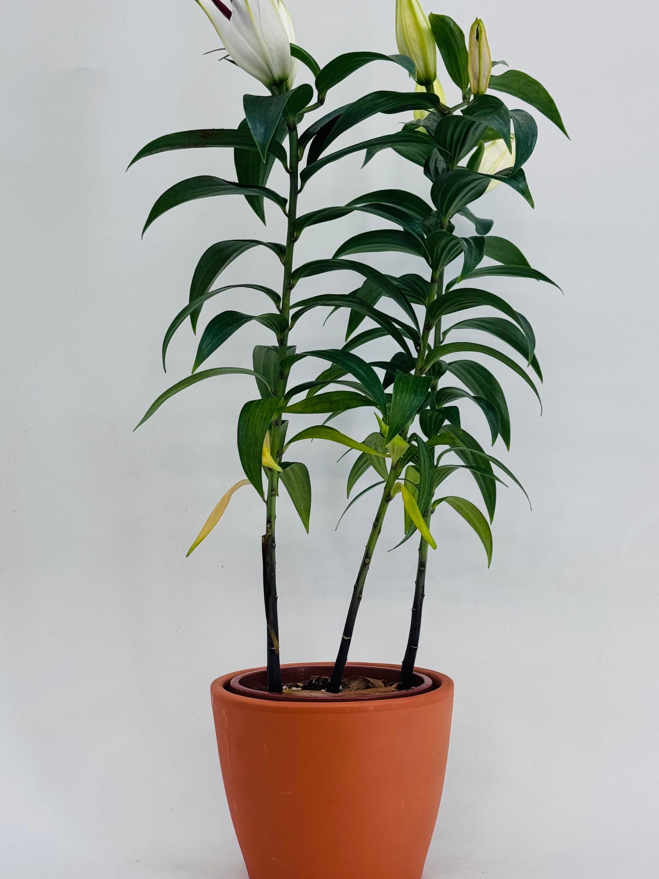 LILIUM SUNNY M13