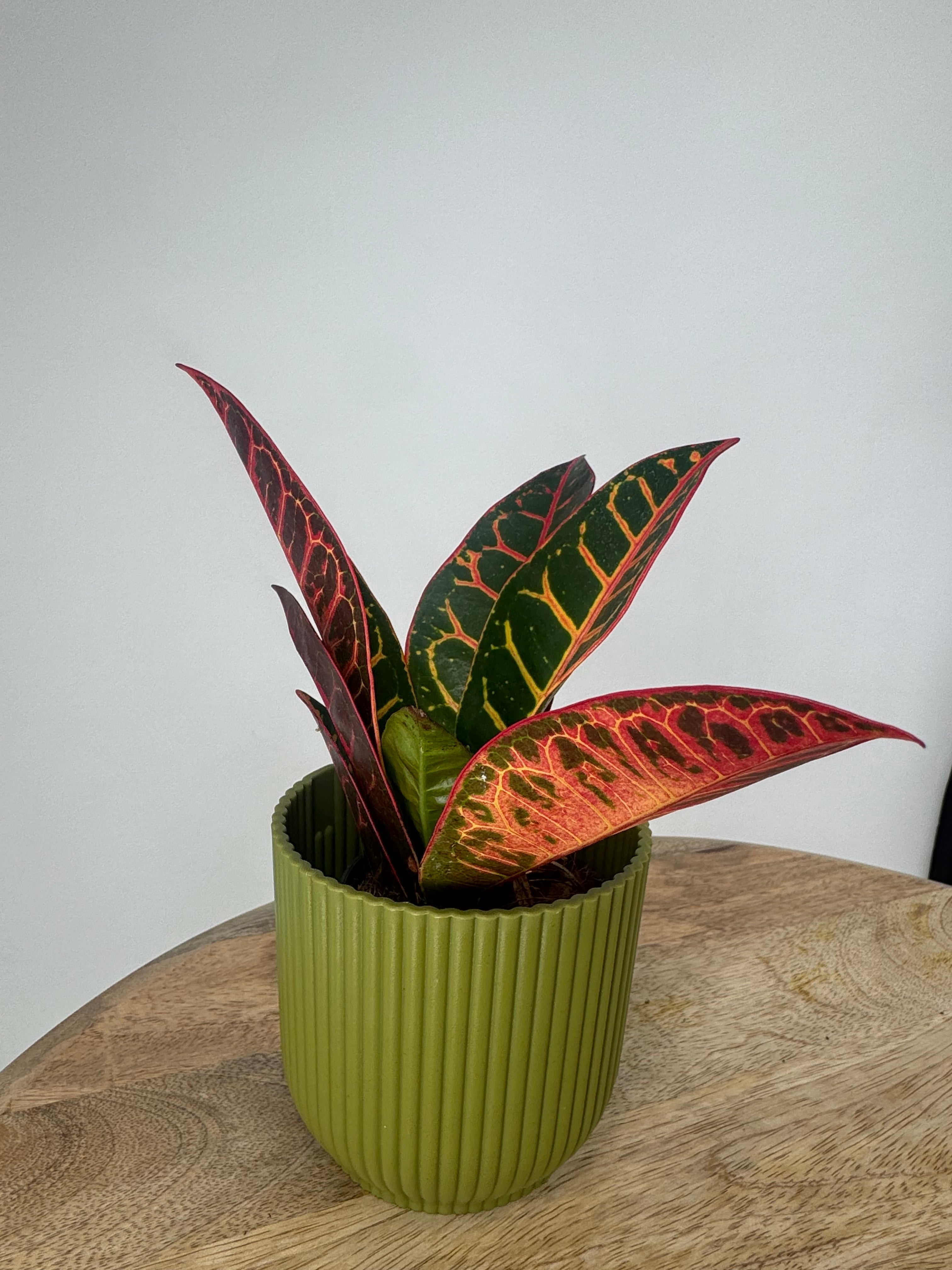 CODIAEUM VAR PETRA