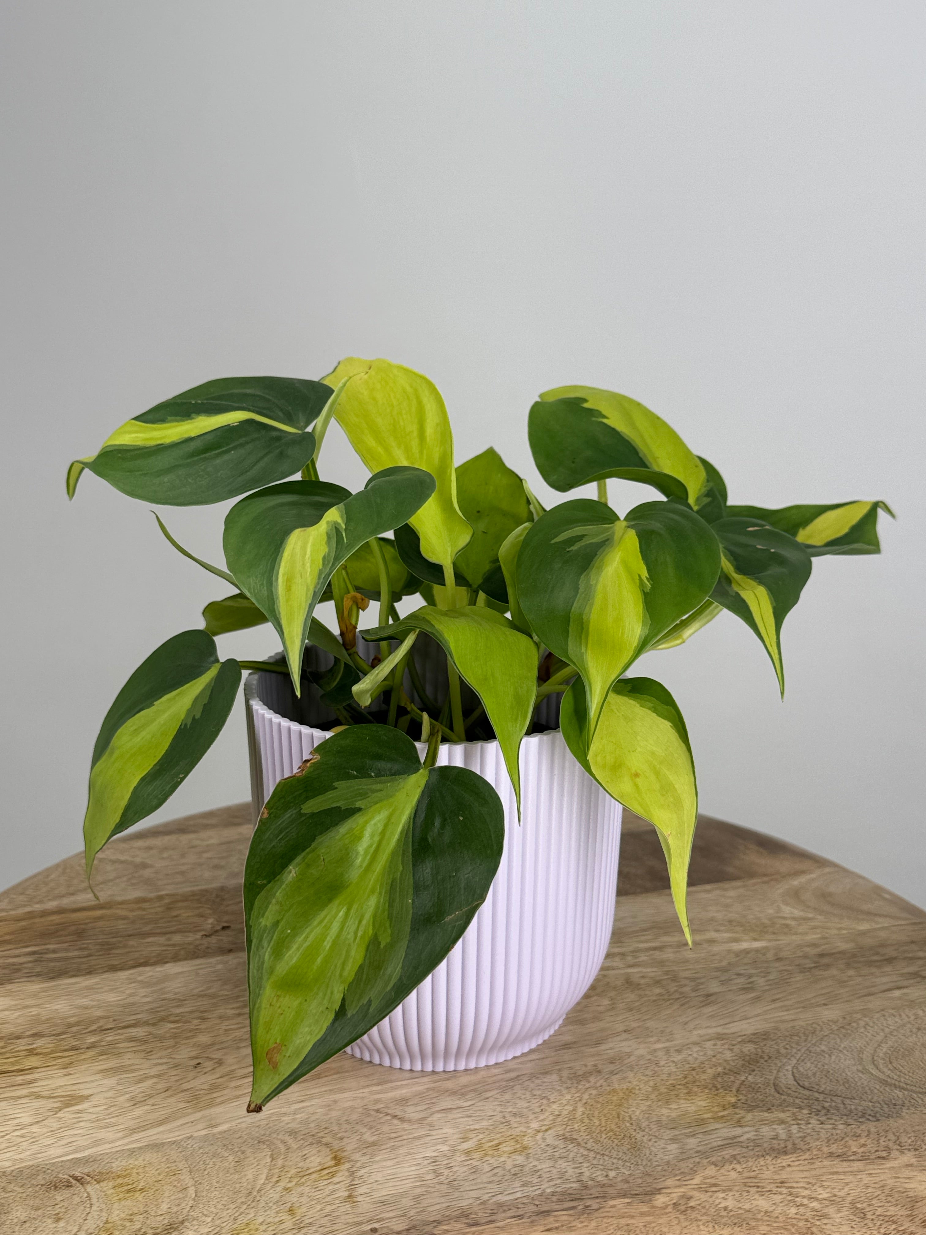 PHILODENDRON SCANDENS M12