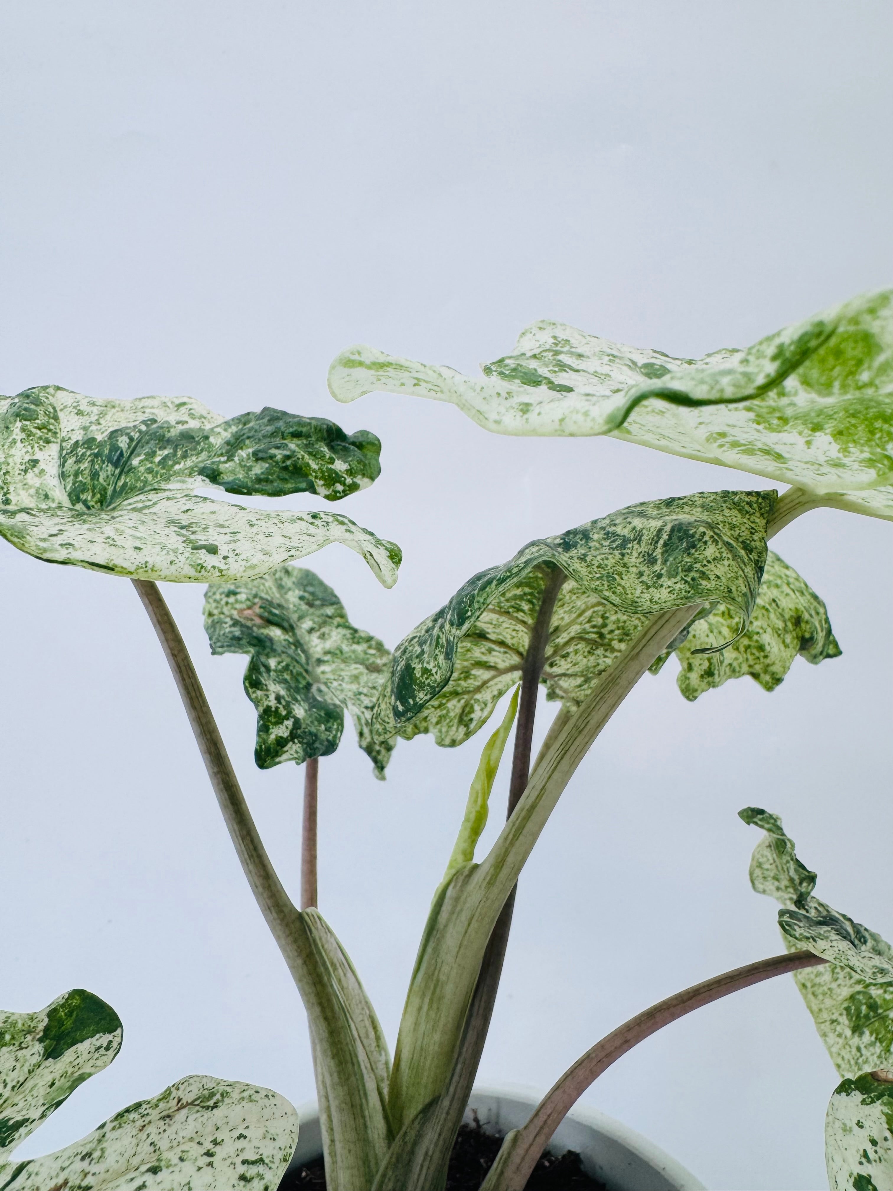 ALOCASIA MACRORRHIZA SPLASH M14