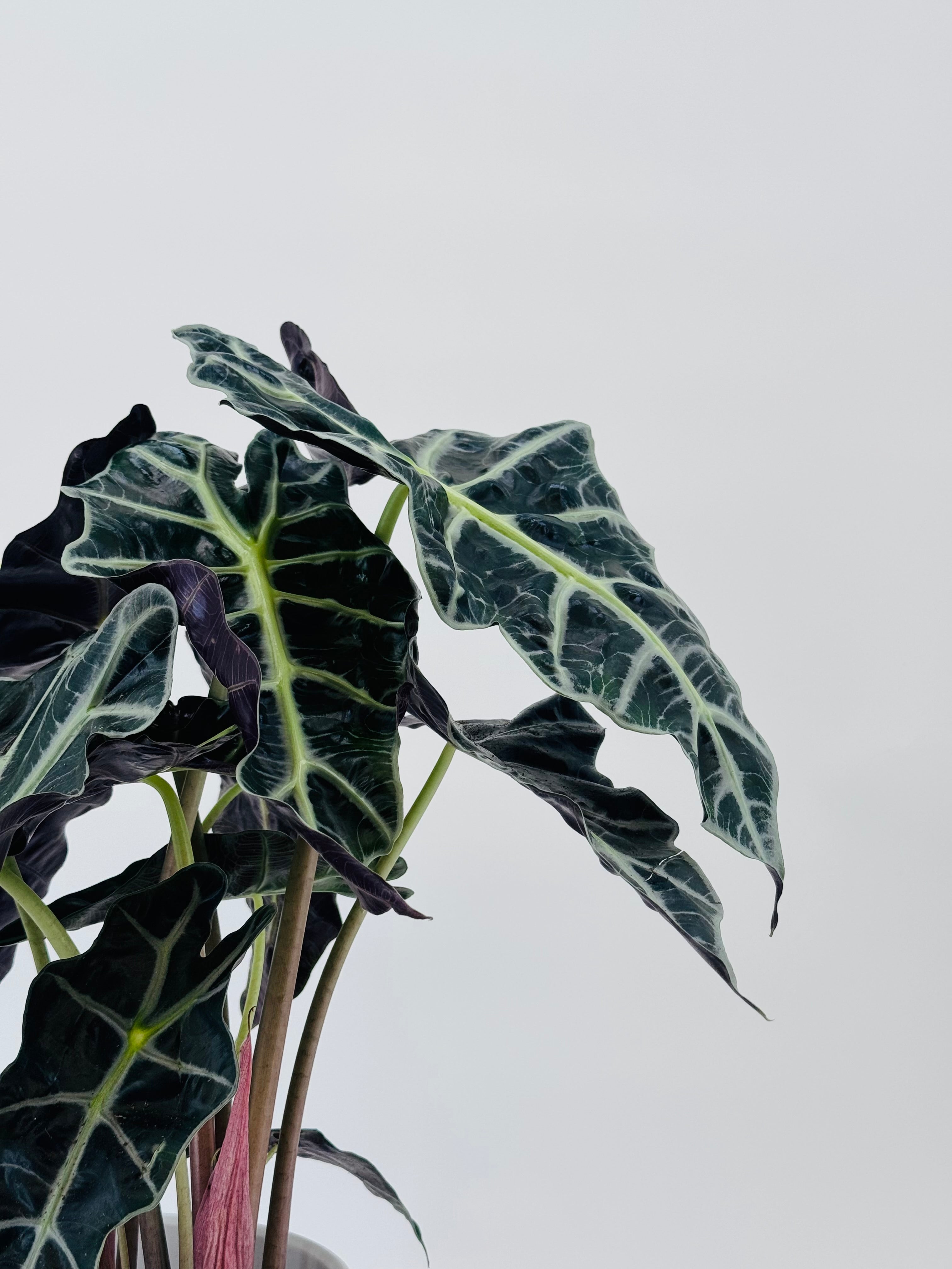 ALOCASIA POLLY 3PP M17
