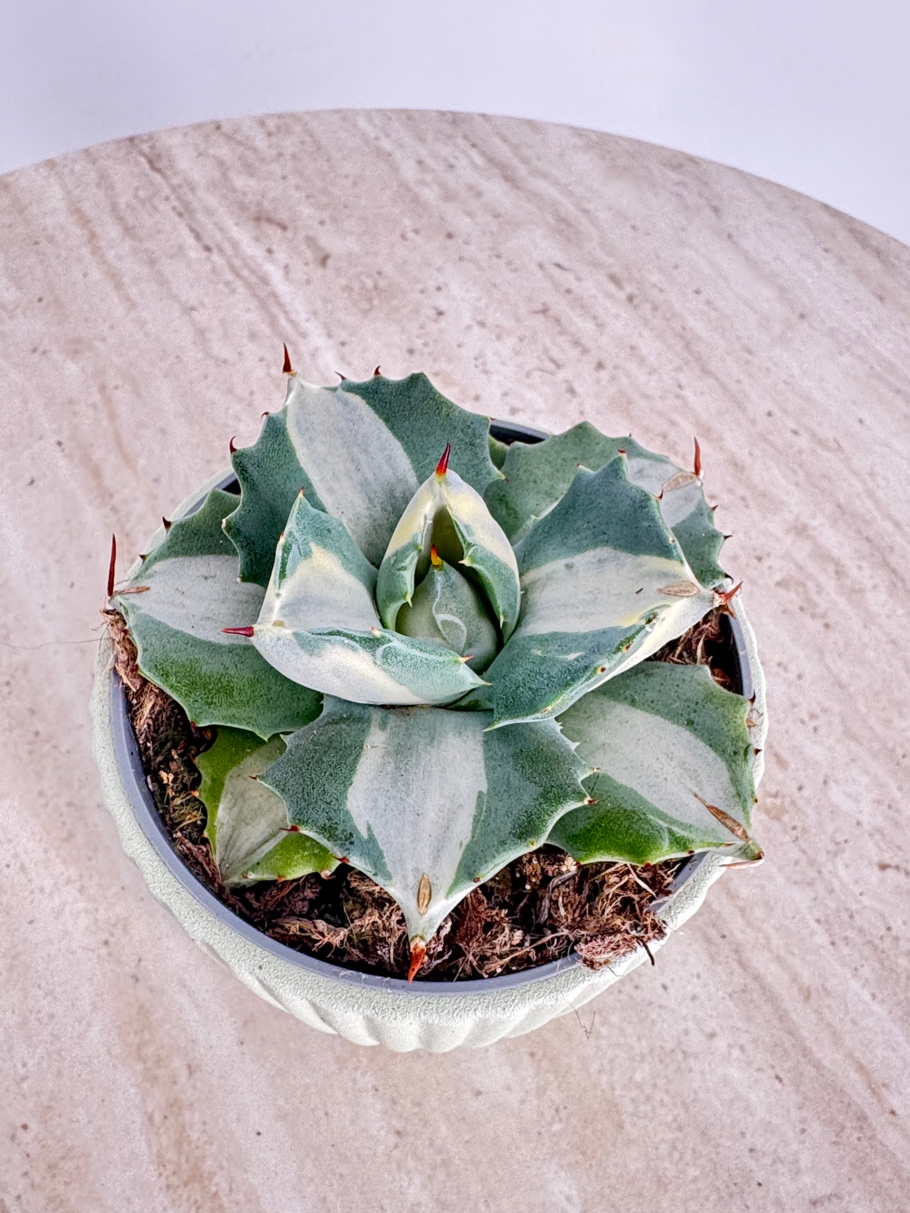 AGAVE POTATORUM