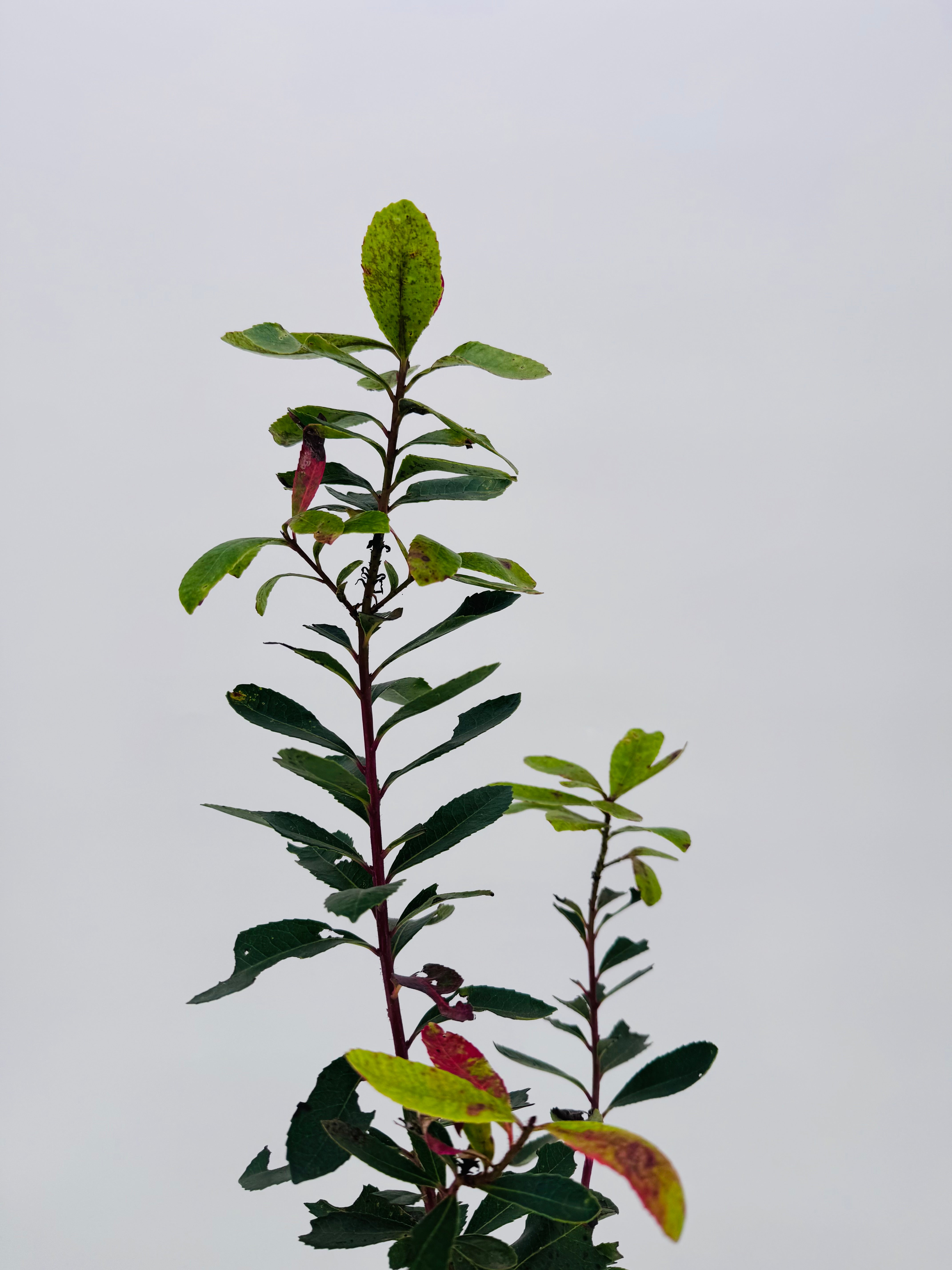 ARBUTUS UNEDO 3L TUBO
