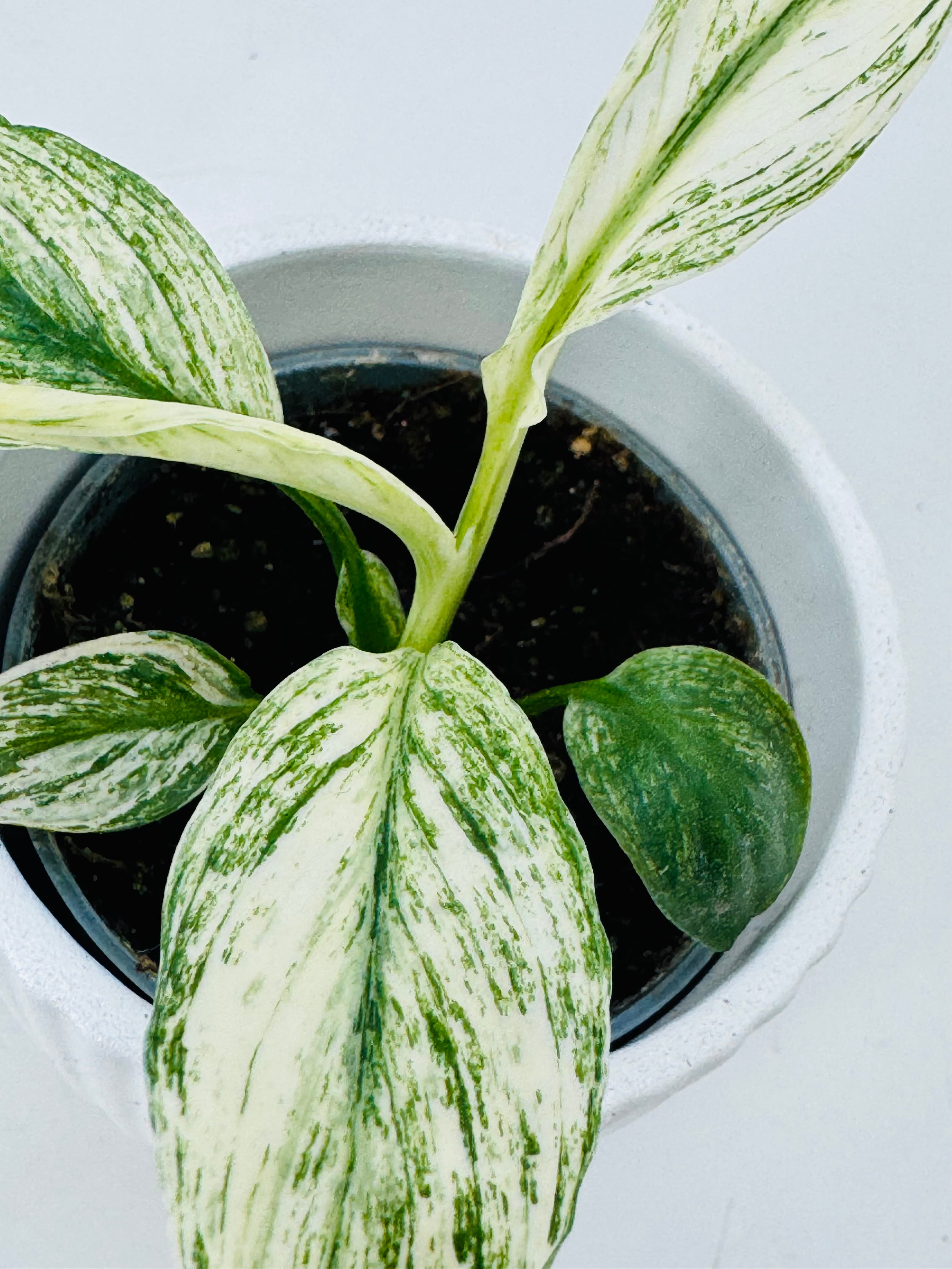 SPATHIPHYLLUM SENSATION VARIEGATA M6