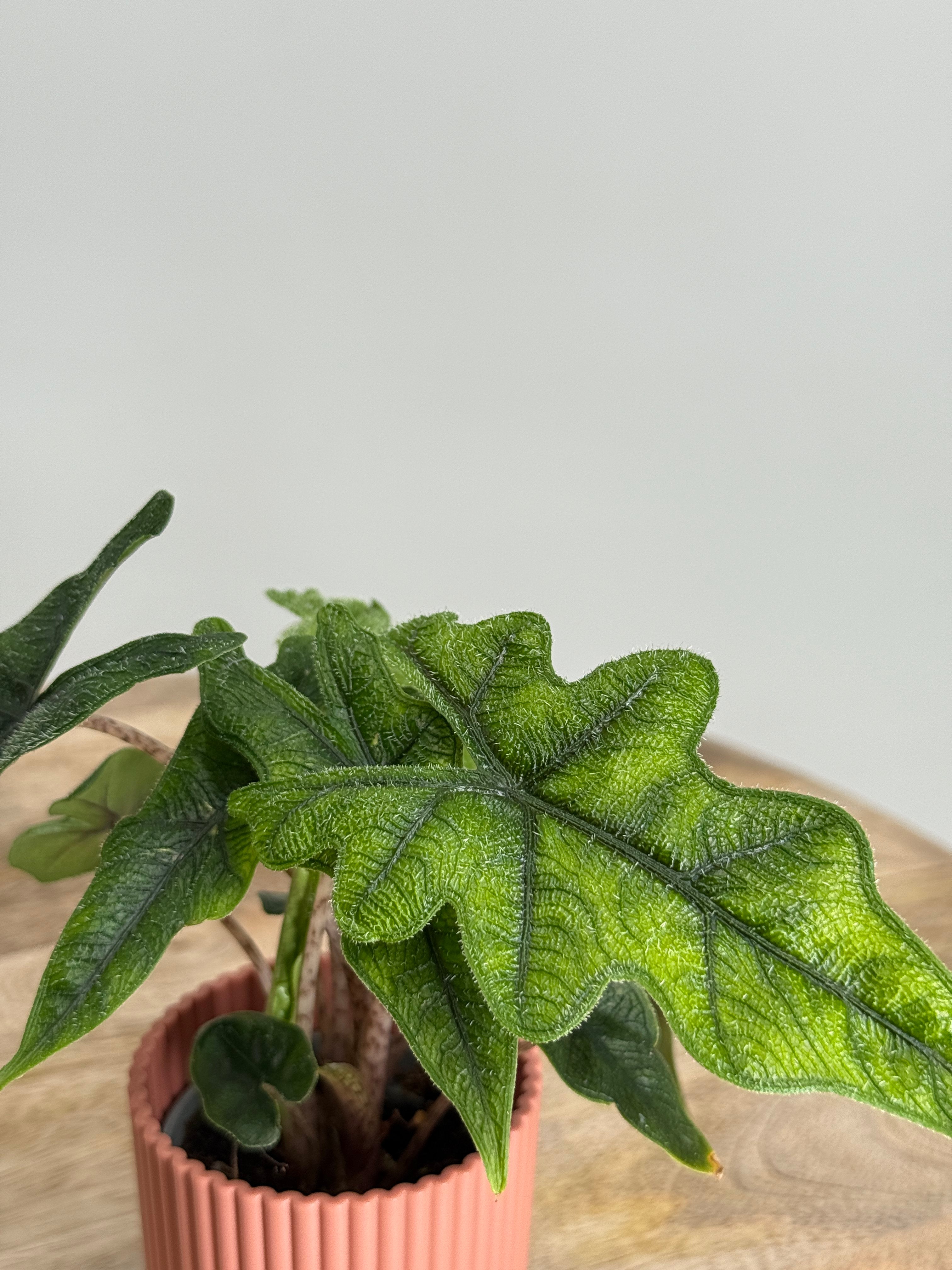 ALOCASIA JACKLYN M6