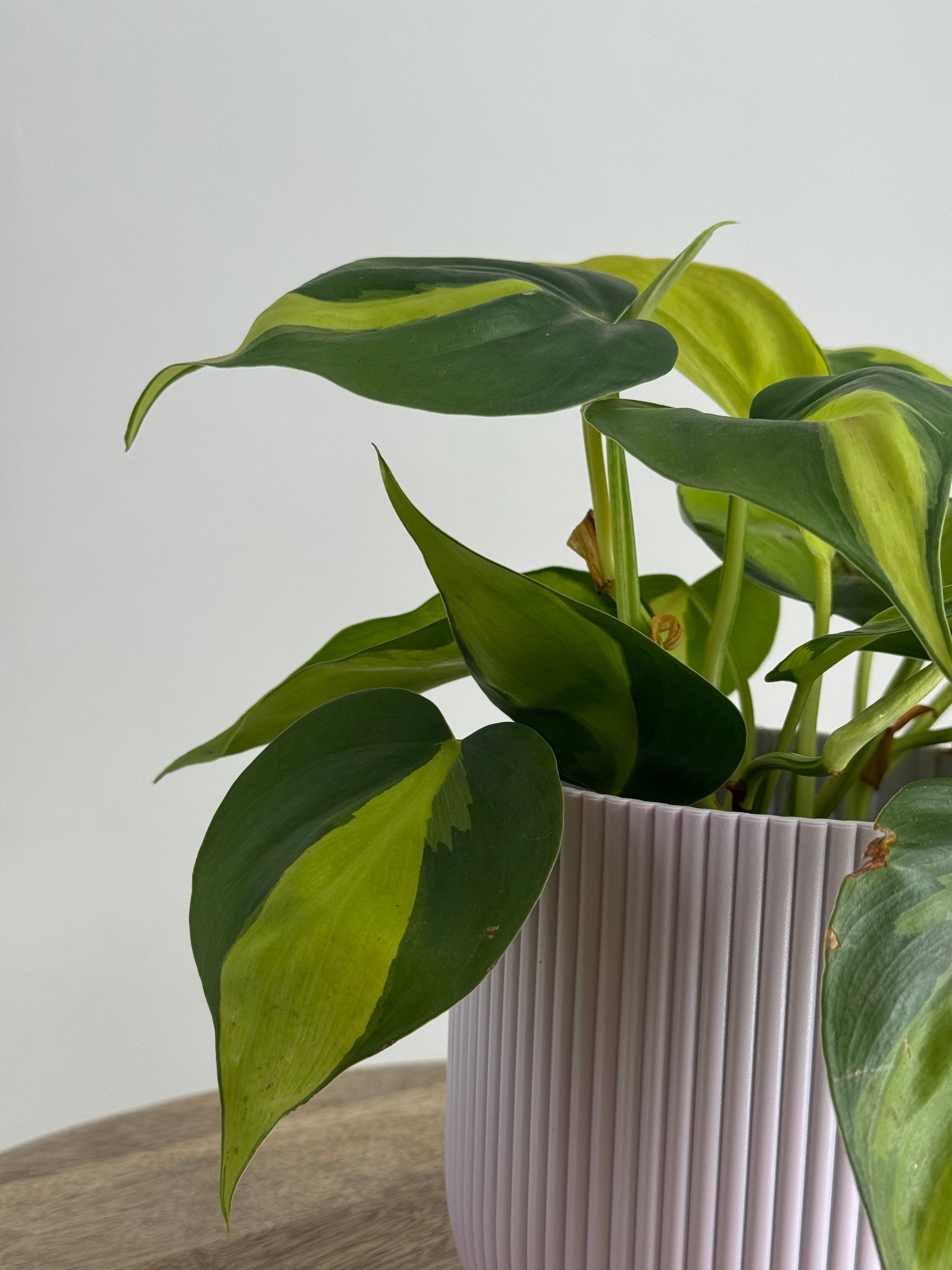 PHILODENDRON SCANDENS M12