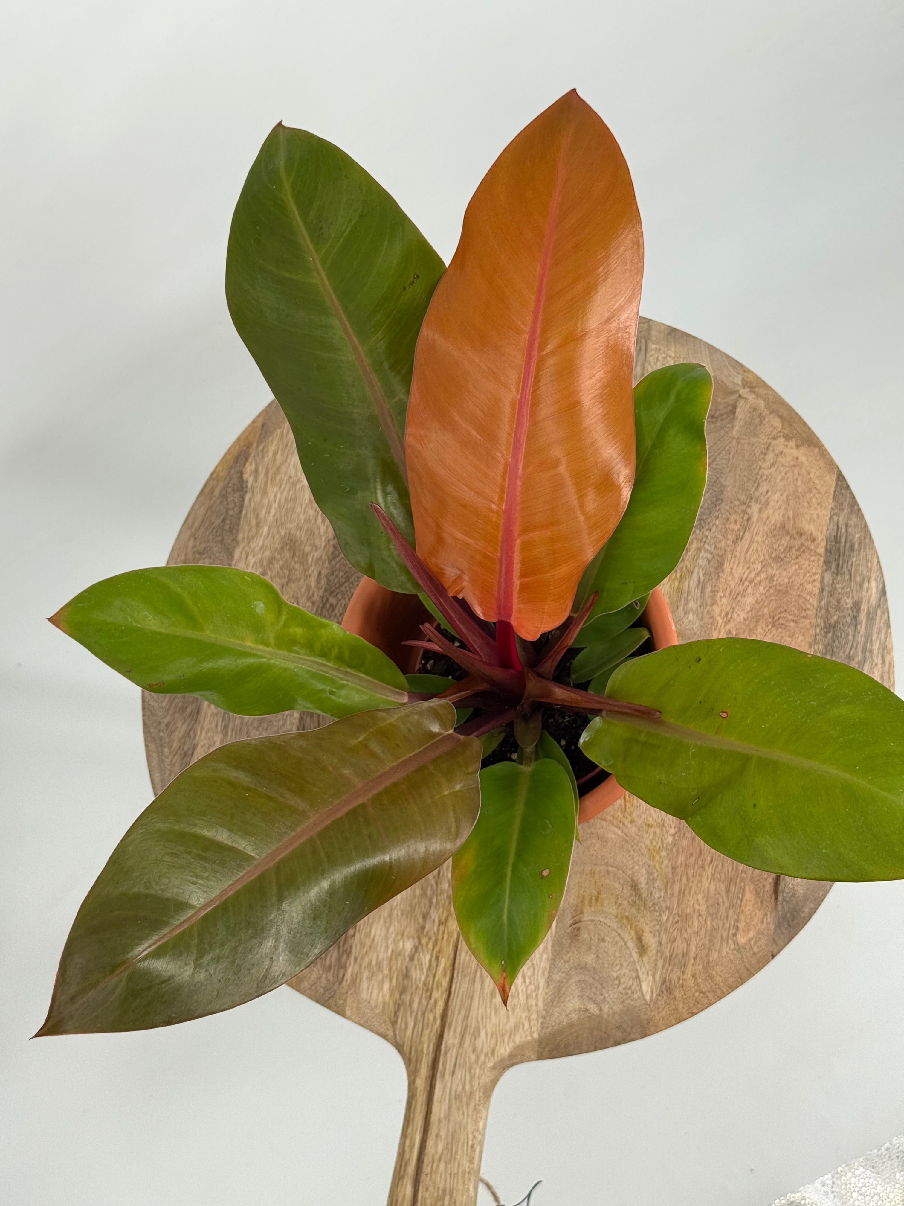 PHILODENDRON PRINCE OF ORANGE M12