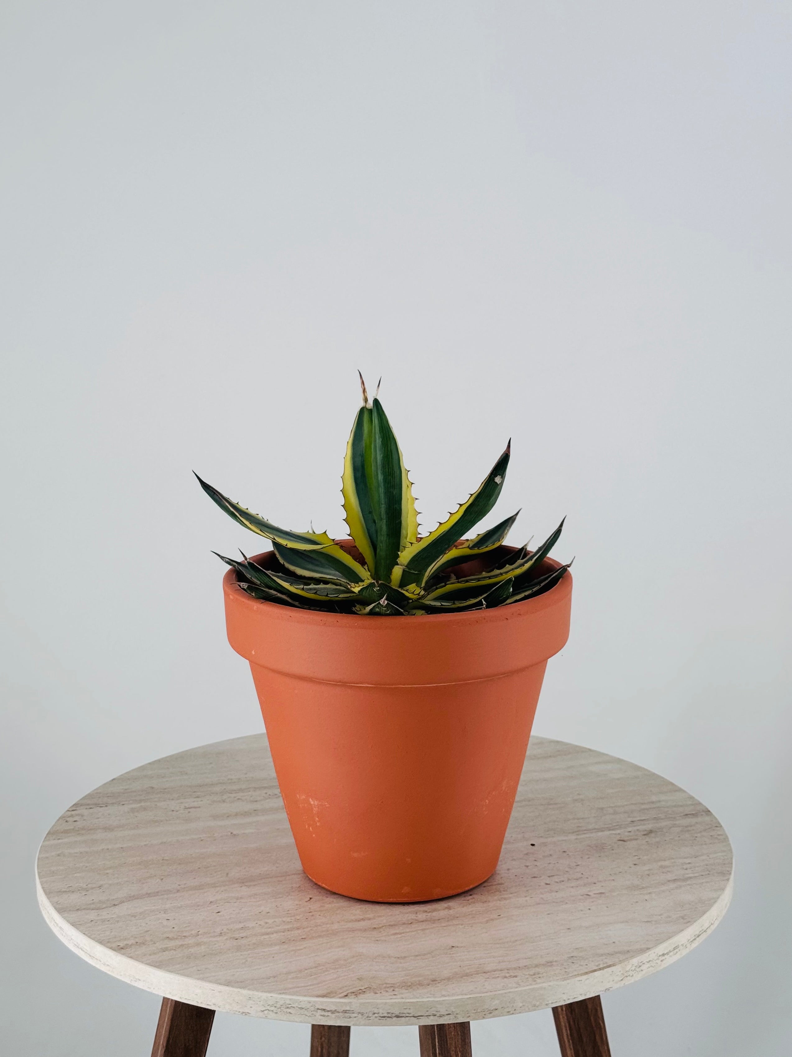 AGAVE LOPHANTA QUADRICOLOR M13