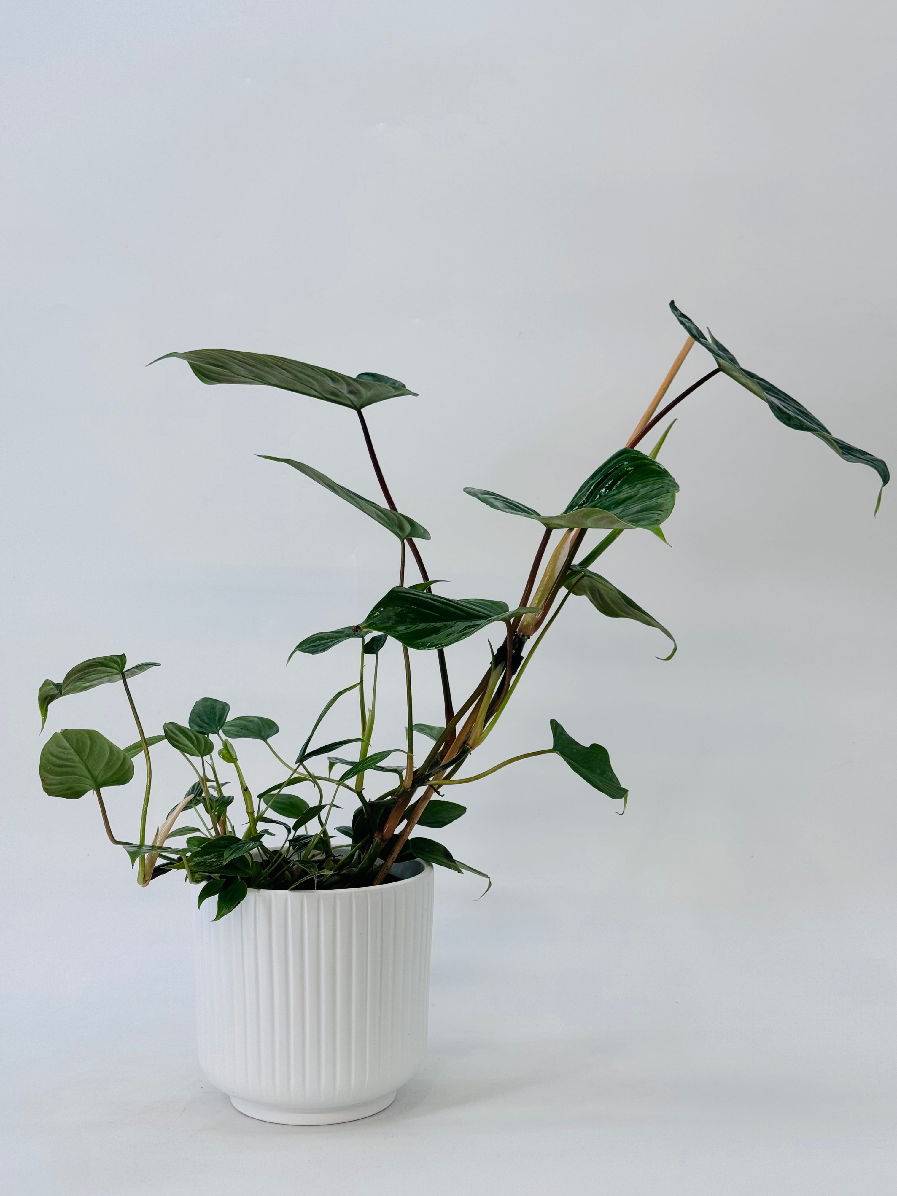 PHILODENDRON MAJESTIC M13
