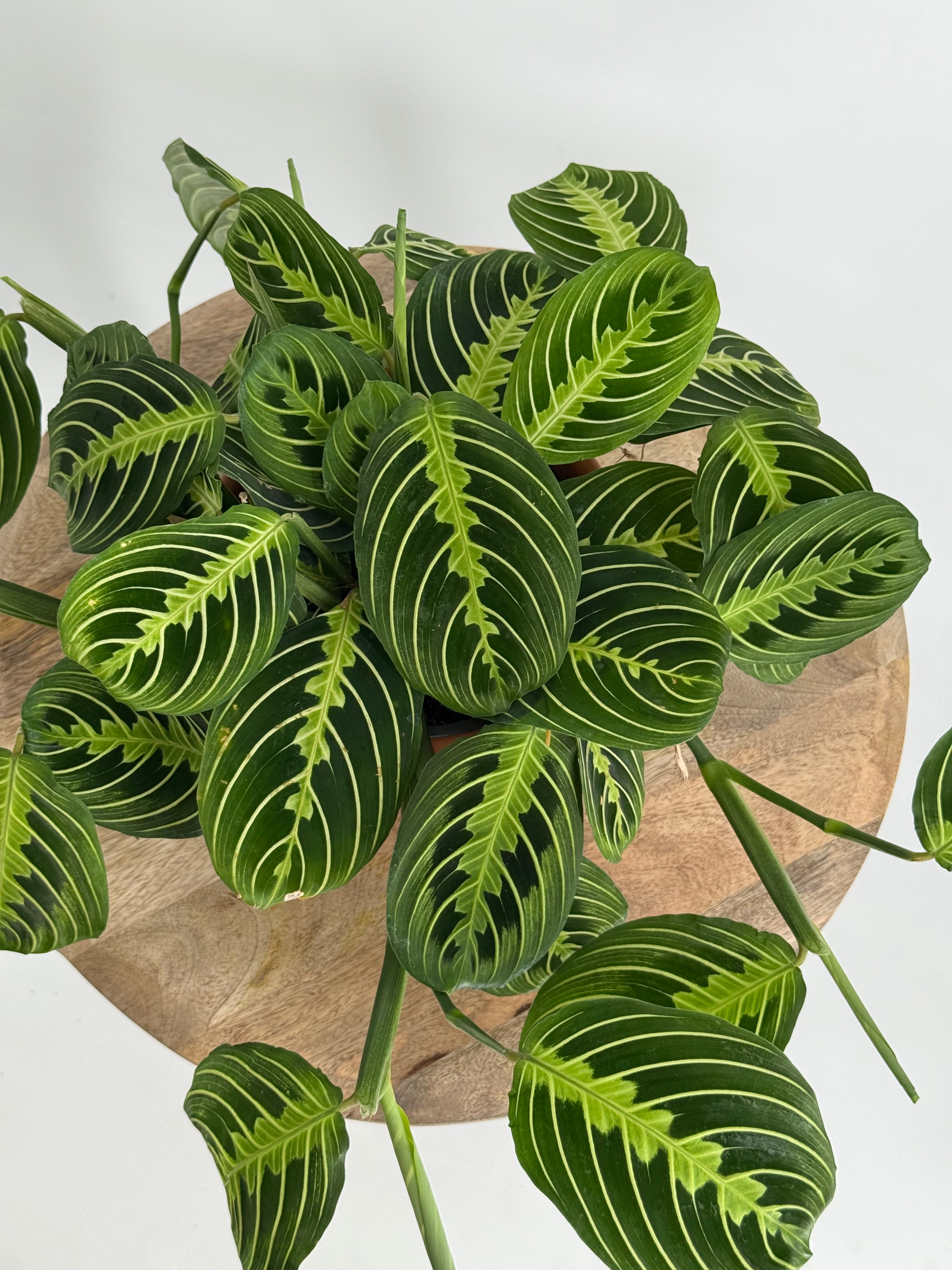 MARANTA MIX M15