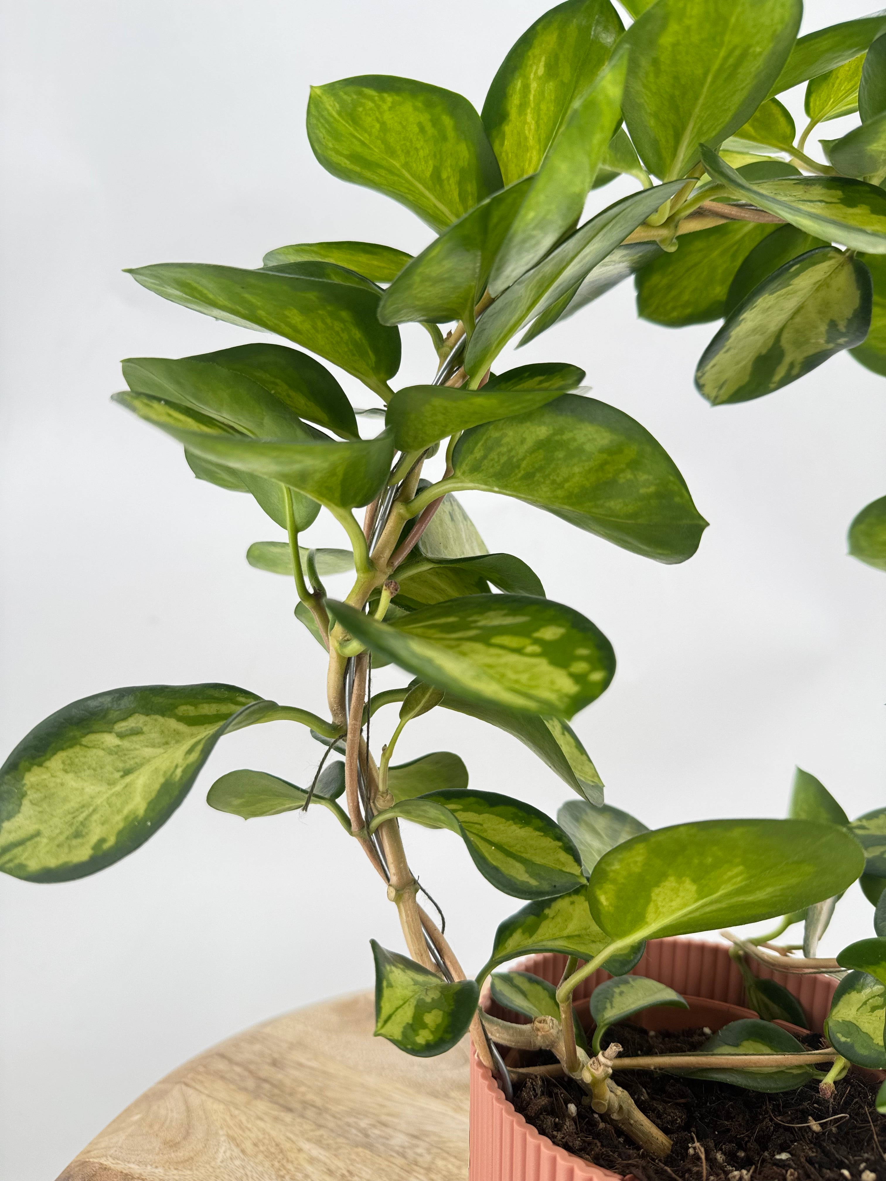HOYA AUSTRALIS LISA M12 ARCH