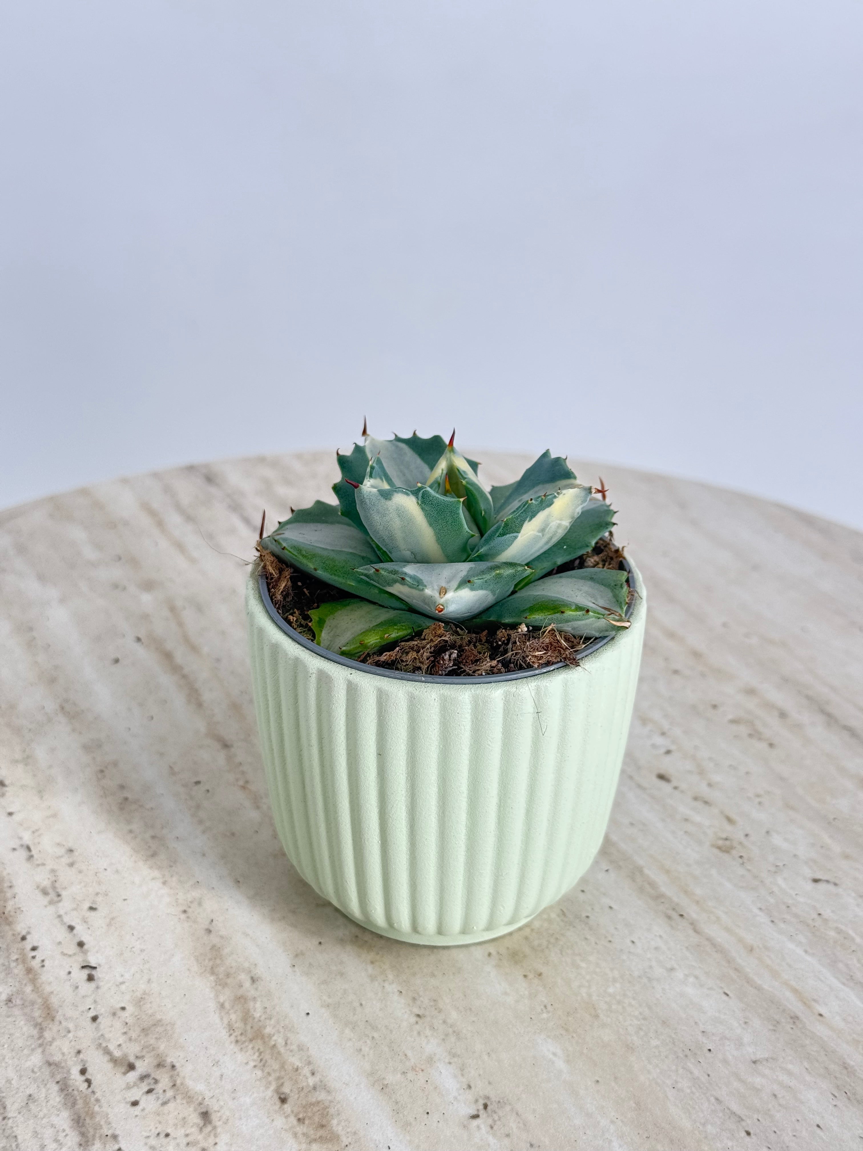 AGAVE POTATORUM