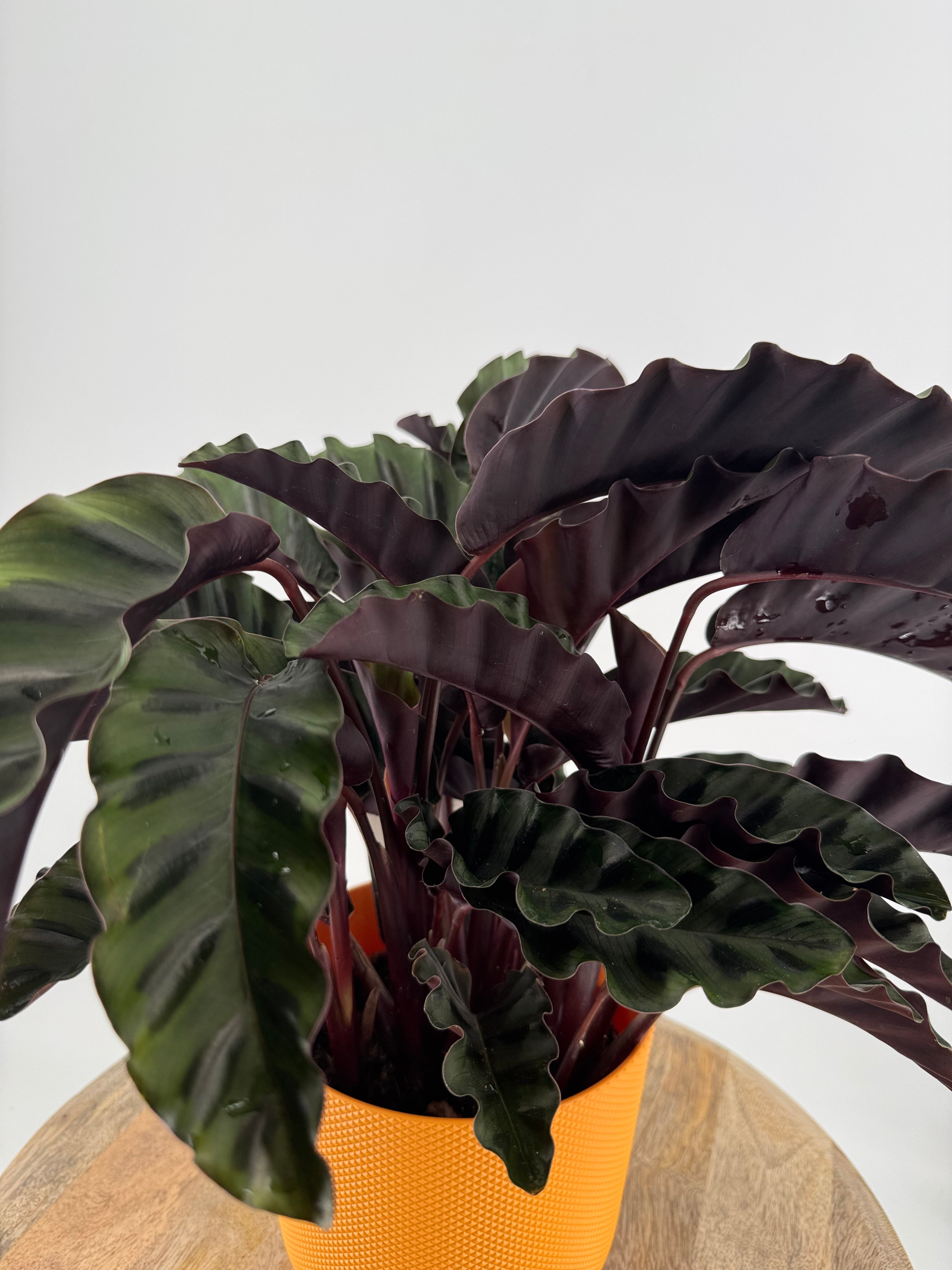 CALATHEA VELVET GLORY M14