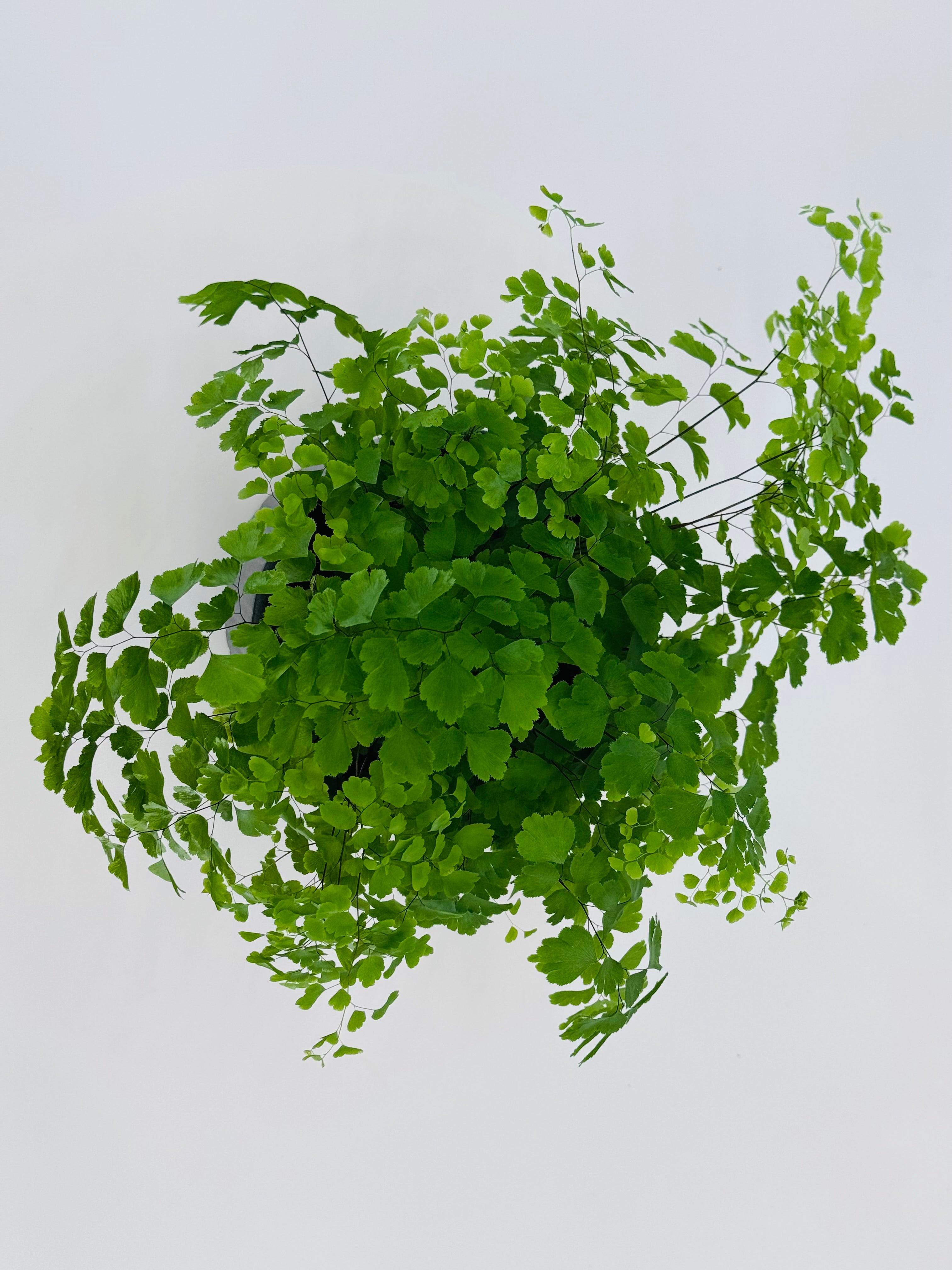 ADIANTUM MEZCLADO