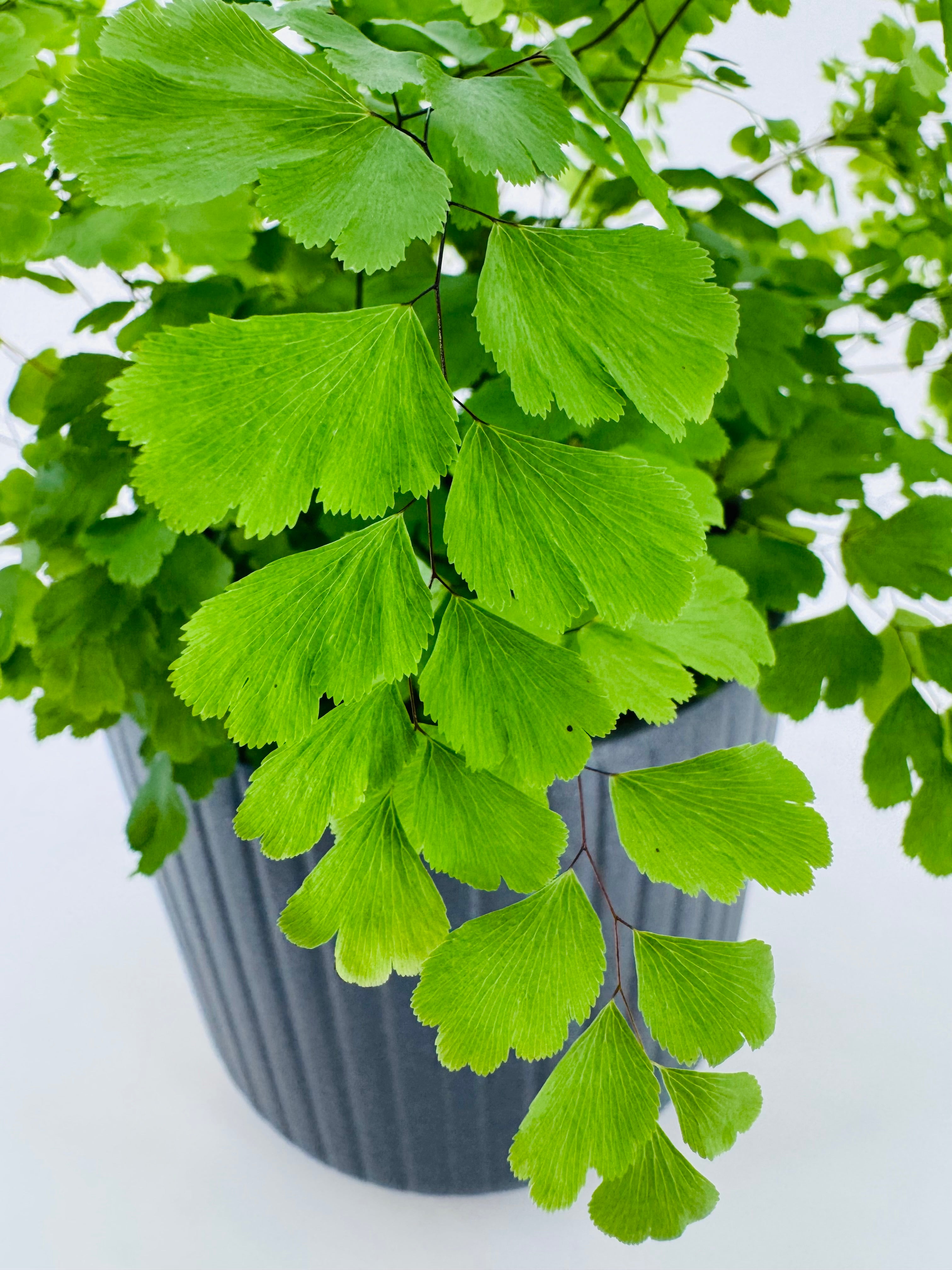 ADIANTUM MEZCLADO