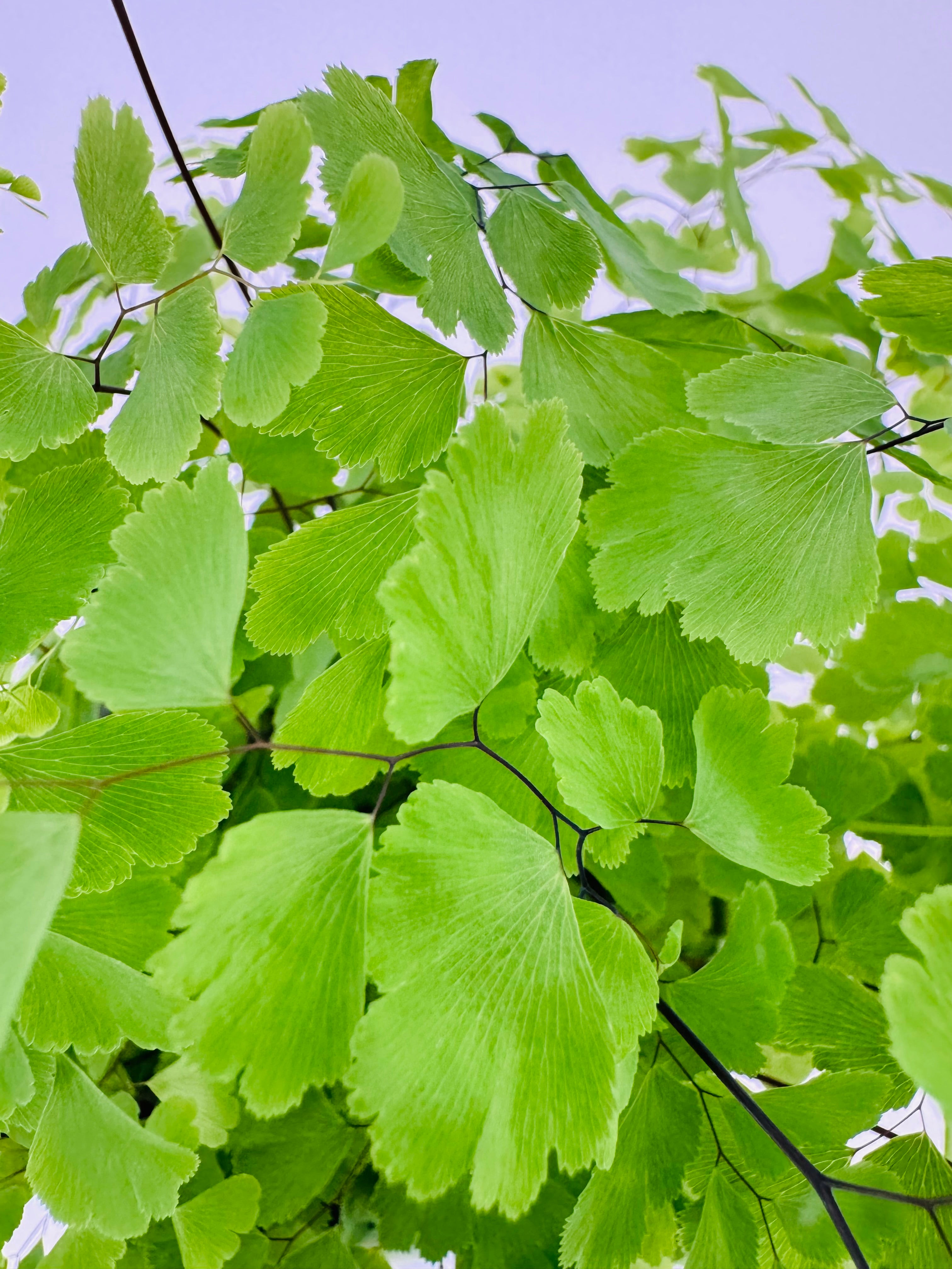 ADIANTUM MEZCLADO