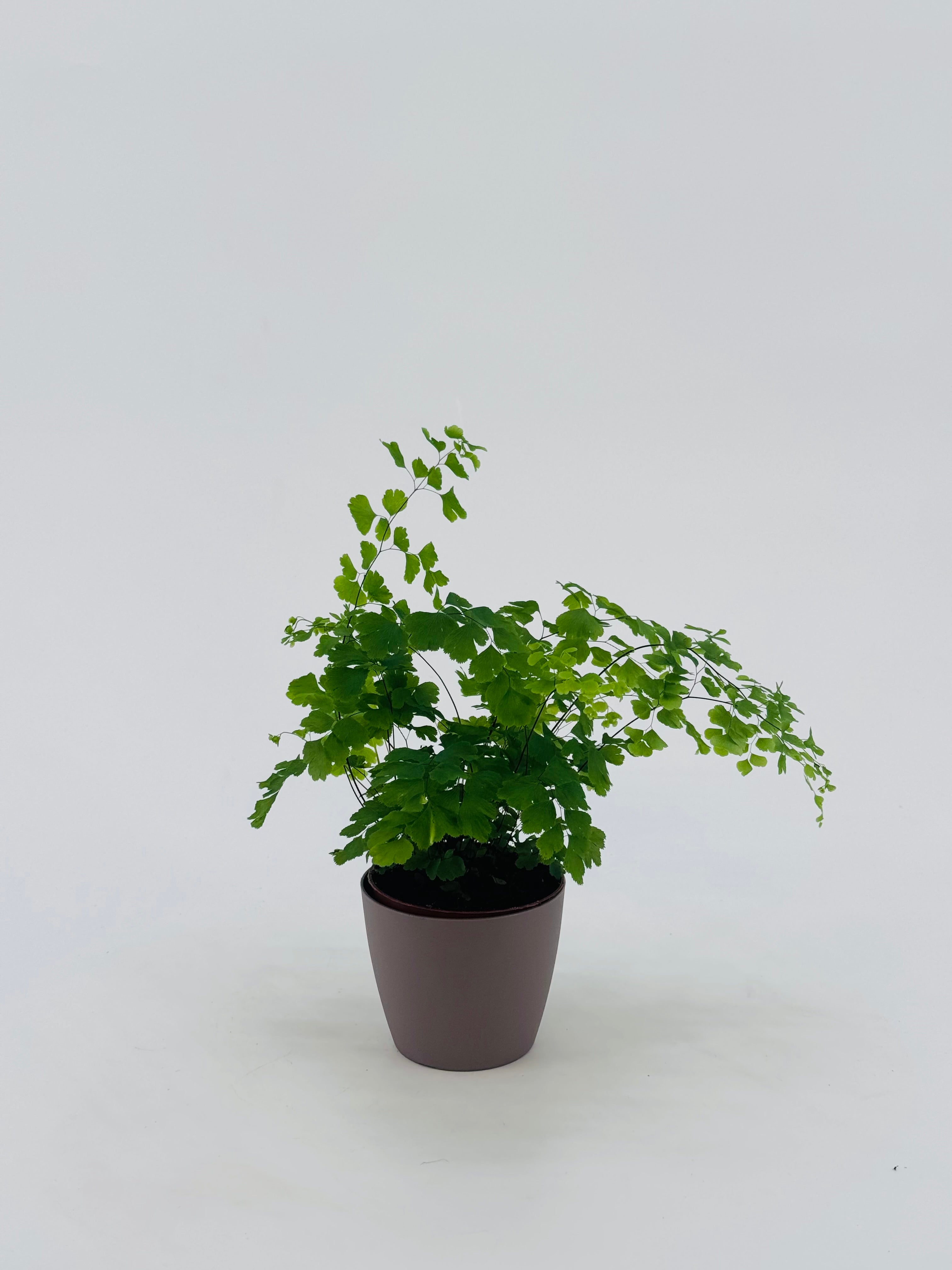 ADIANTUM RAD FRAGRANS M8,5