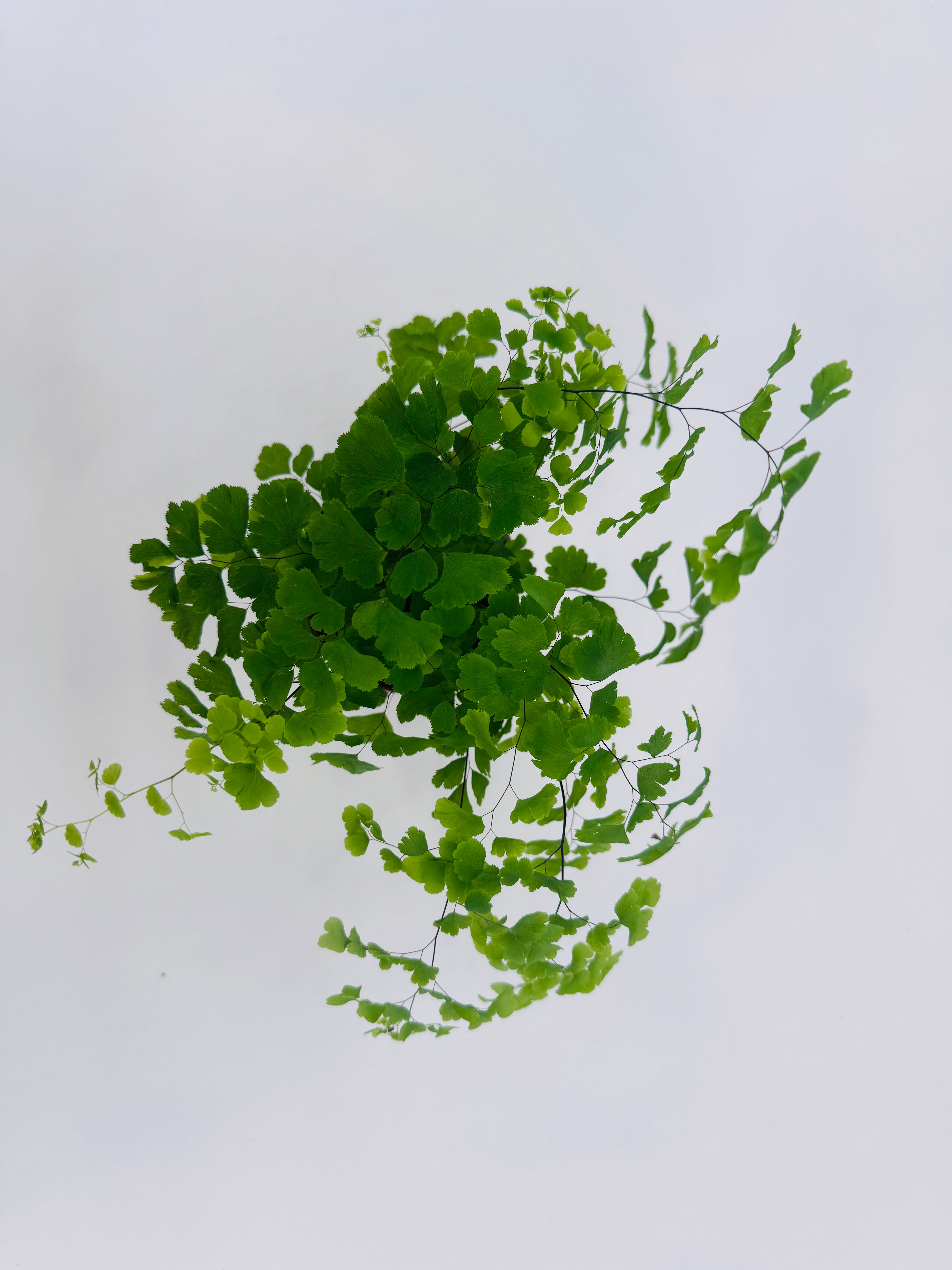 ADIANTUM RAD FRAGRANS M8,5