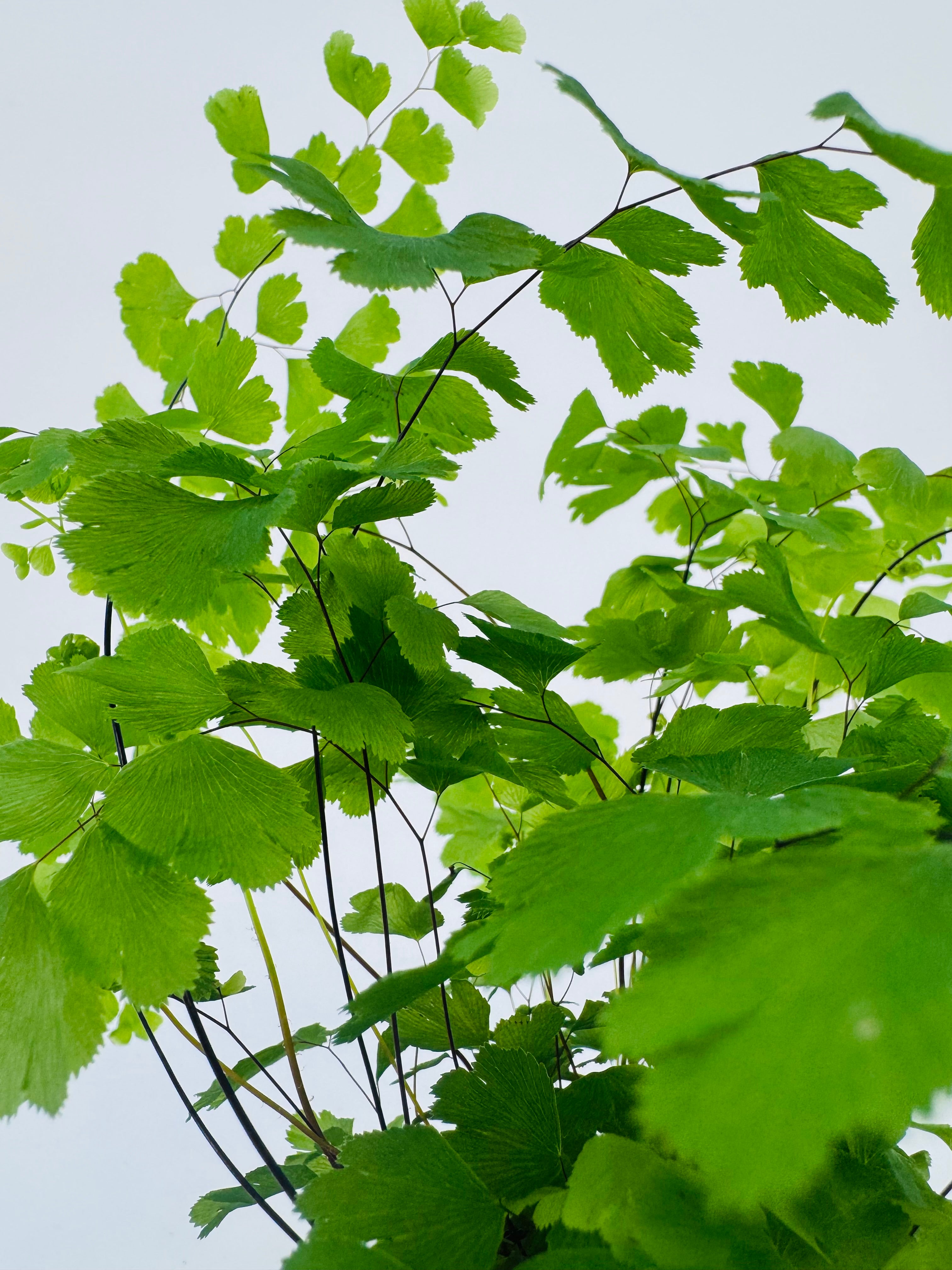 ADIANTUM RAD FRAGRANS M8,5