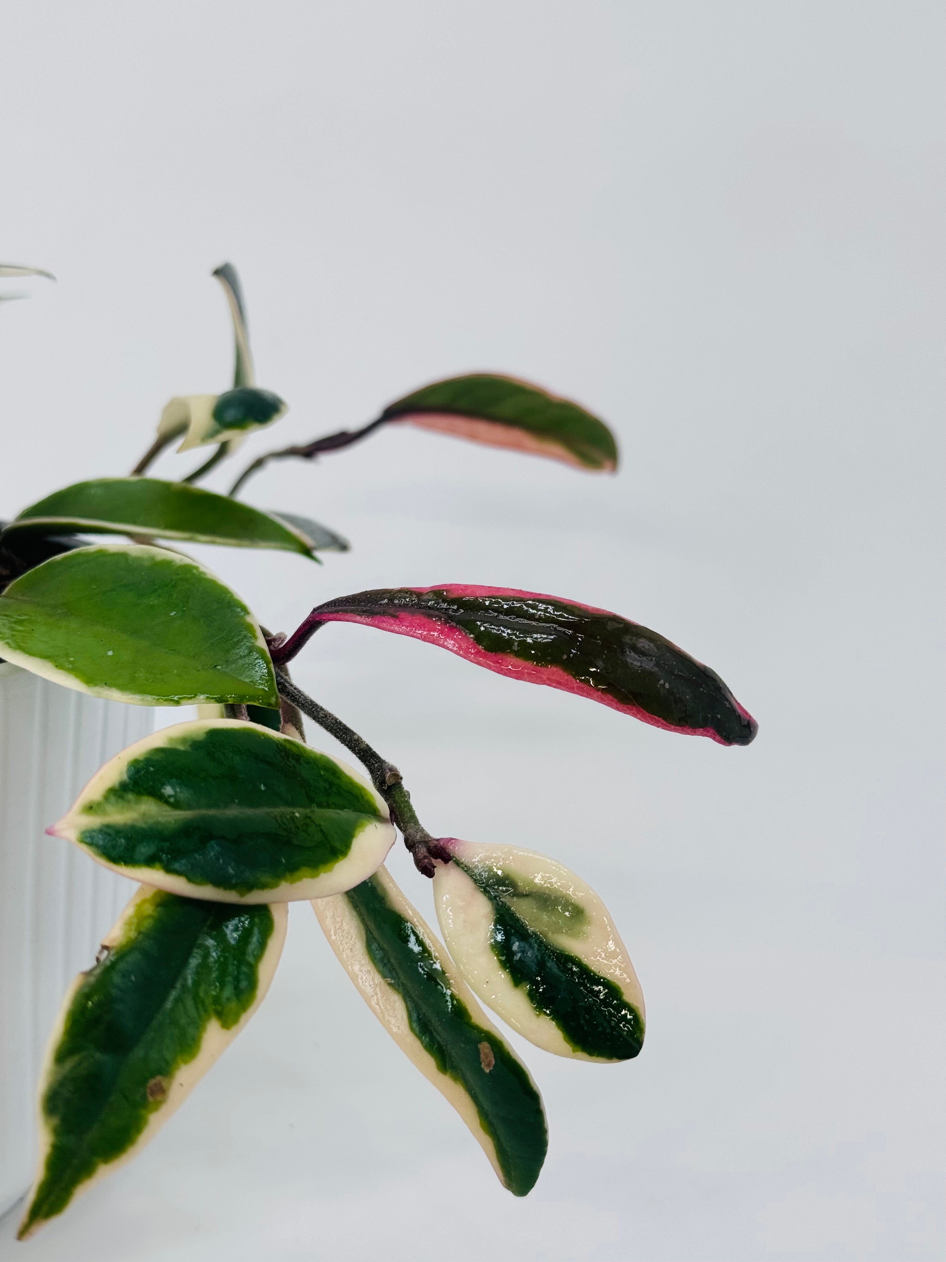 Hoya Flamingo Dream M12 con hojas variegadas en tonos rosa, crema y verde oscuro.