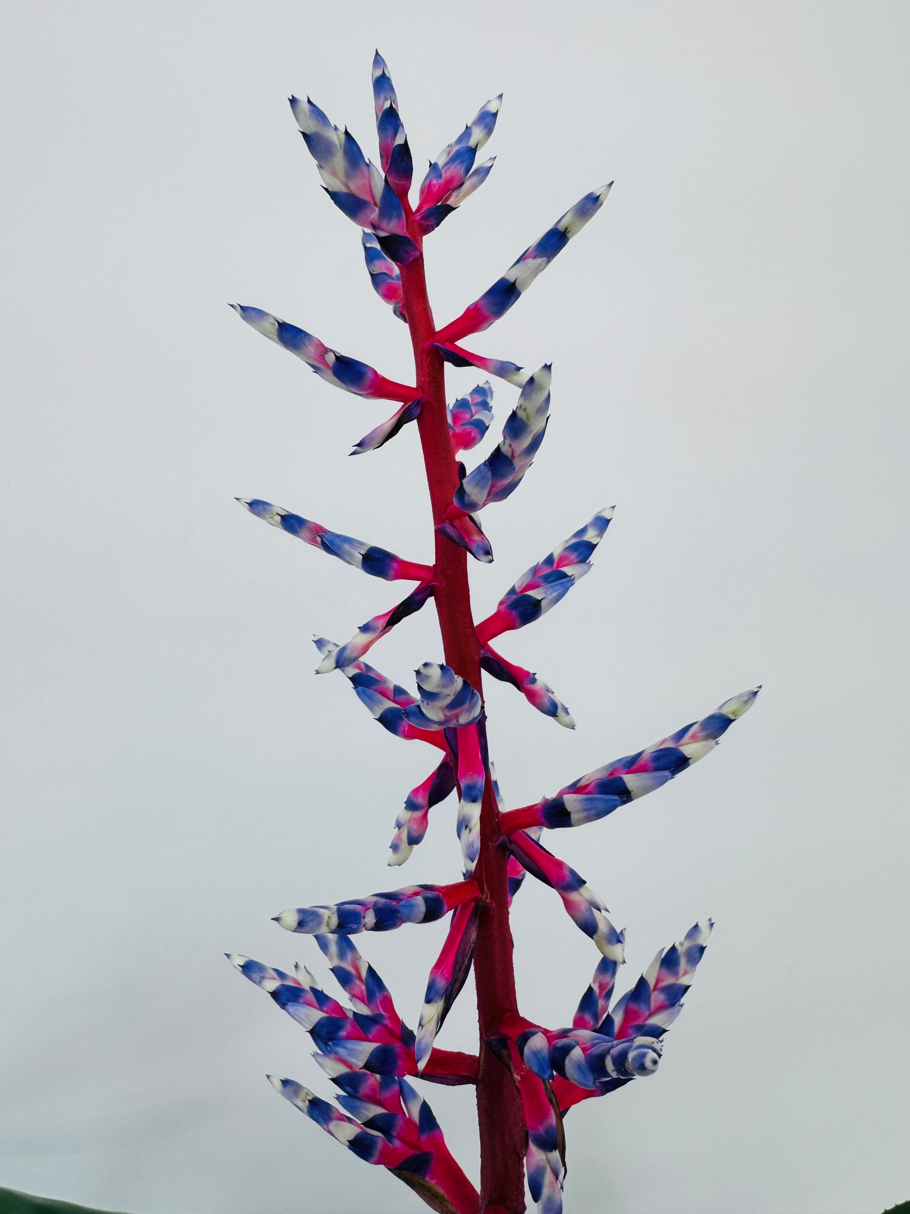 AECHMEA MEZCLADO M15