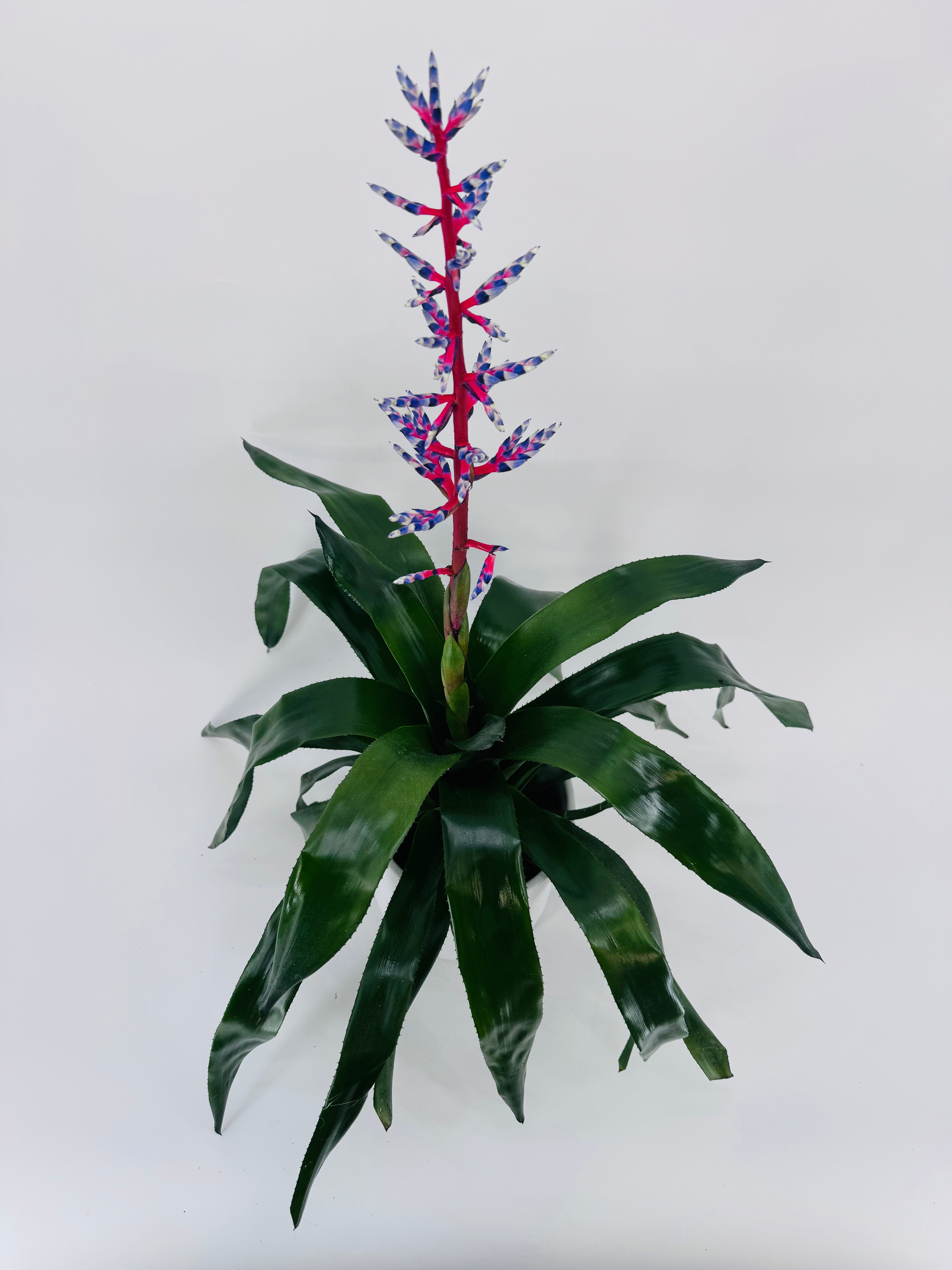 AECHMEA MEZCLADO M15