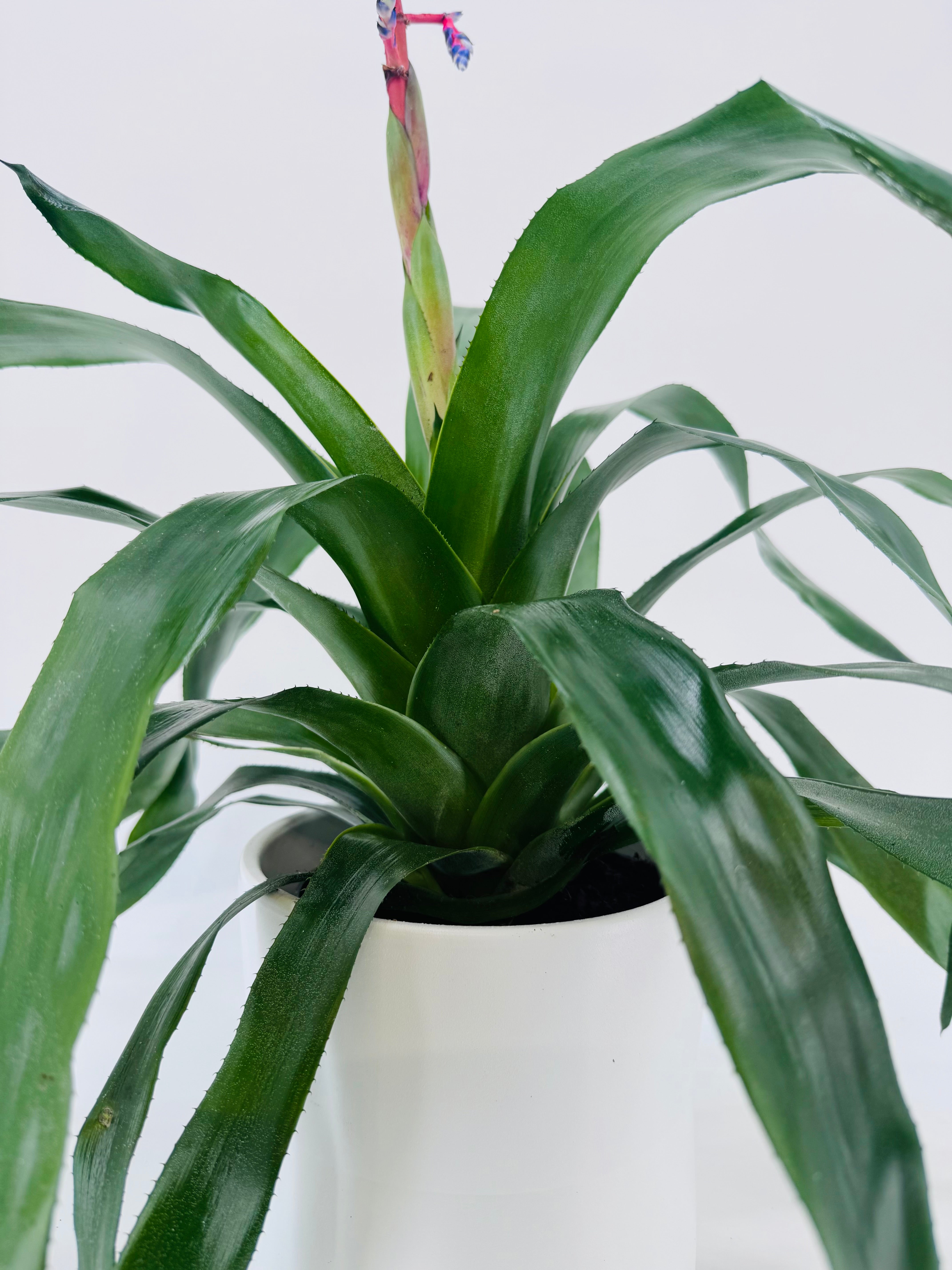 AECHMEA MEZCLADO M15