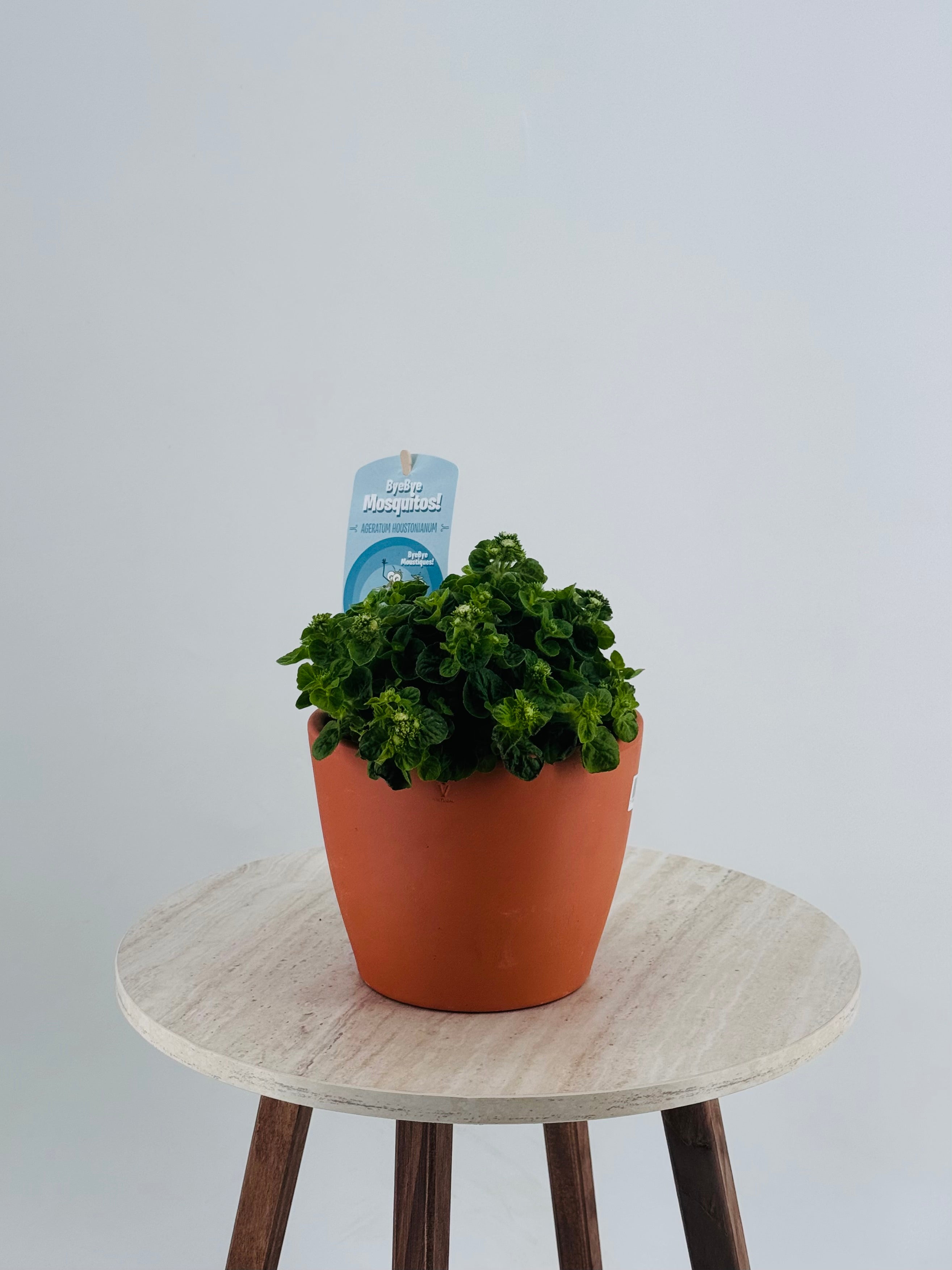 Planta Ageratum houstonianum M13 en maceta de terracota sobre mesa de mármol.