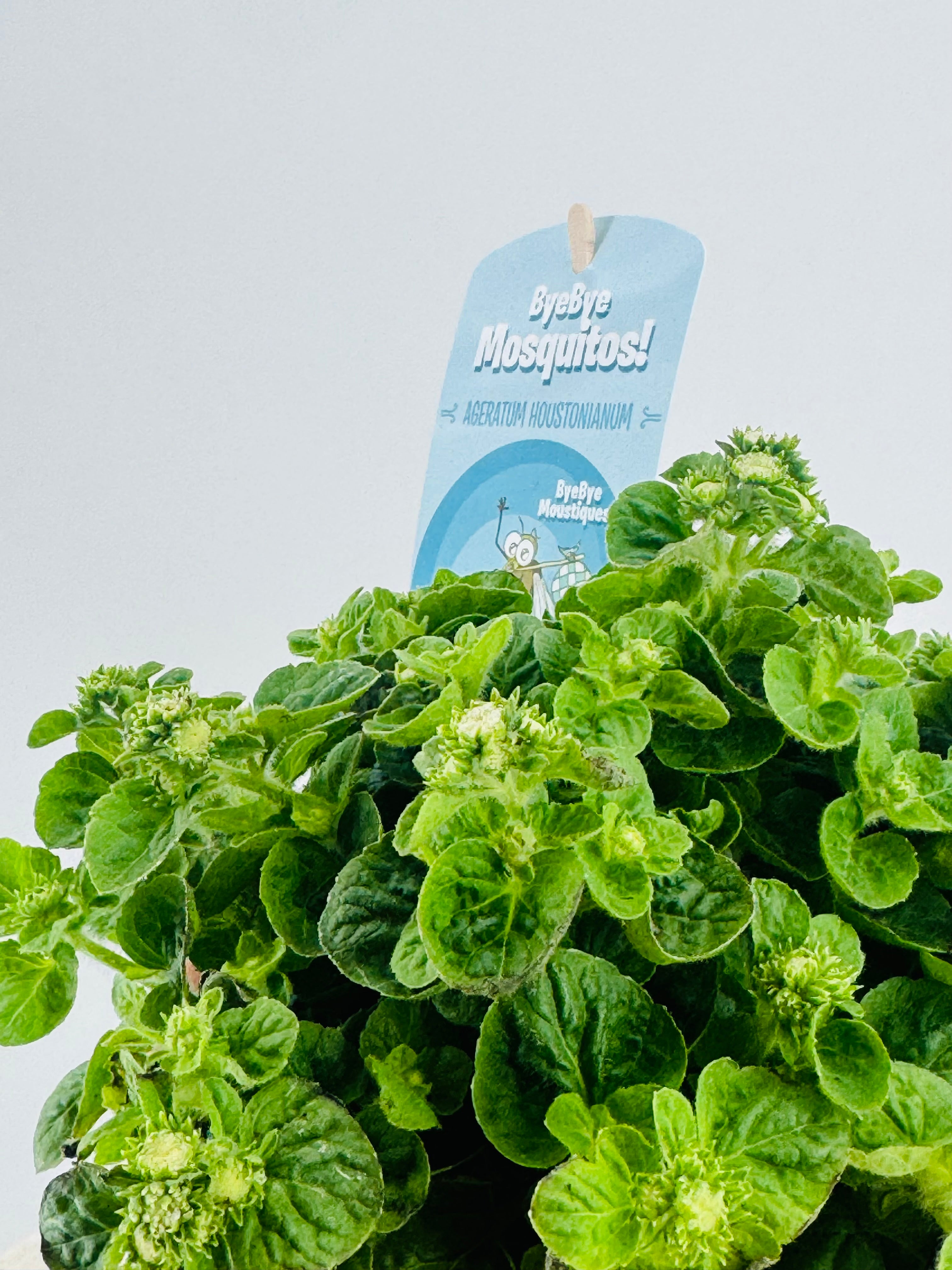 Ageratum houstonianum verde con brotes de flores y etiqueta "ByeBye Mosquitos!".