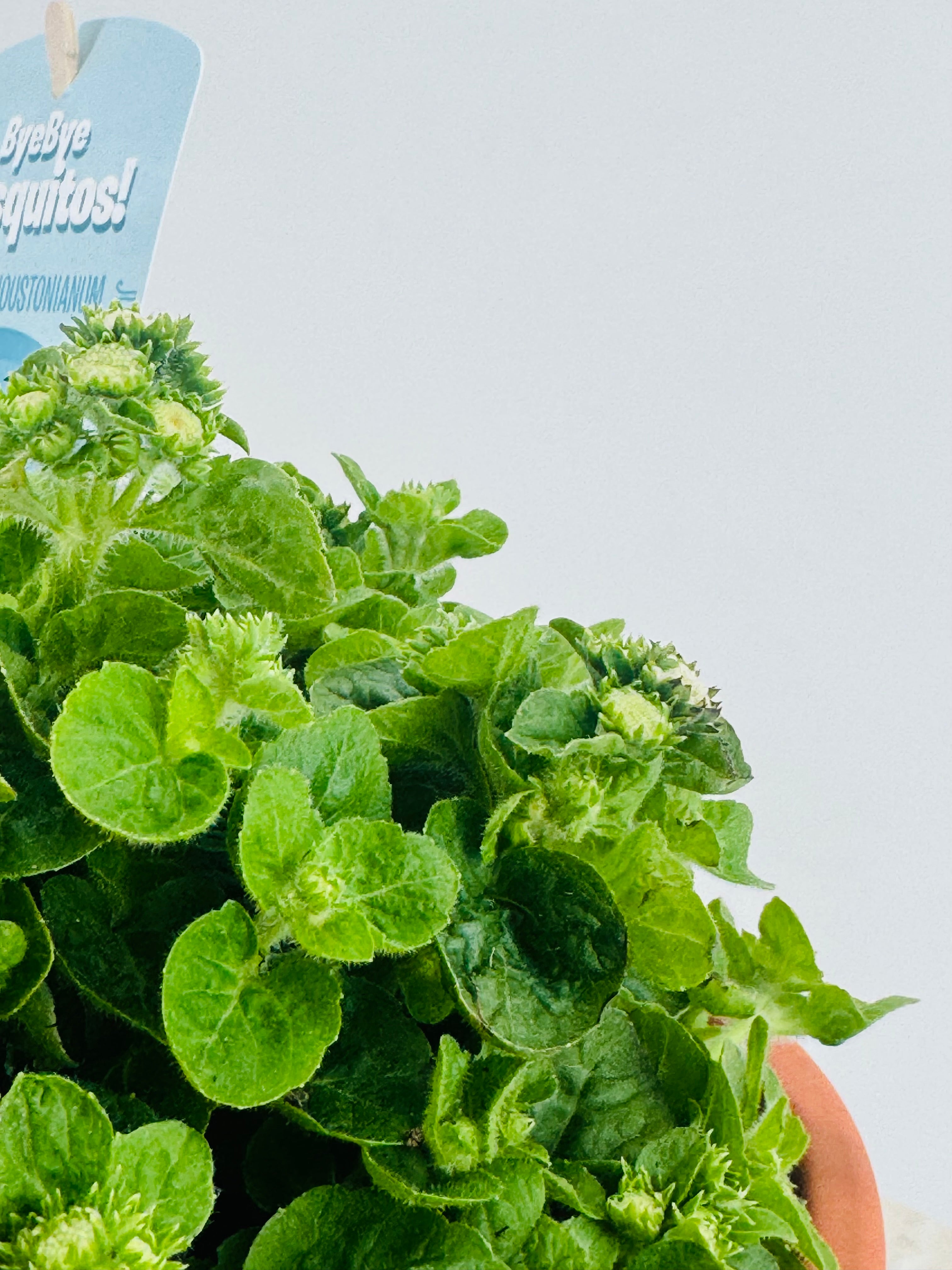Ageratum houstonianum M13 en maceta de terracota, con hojas verdes y brotes florales.