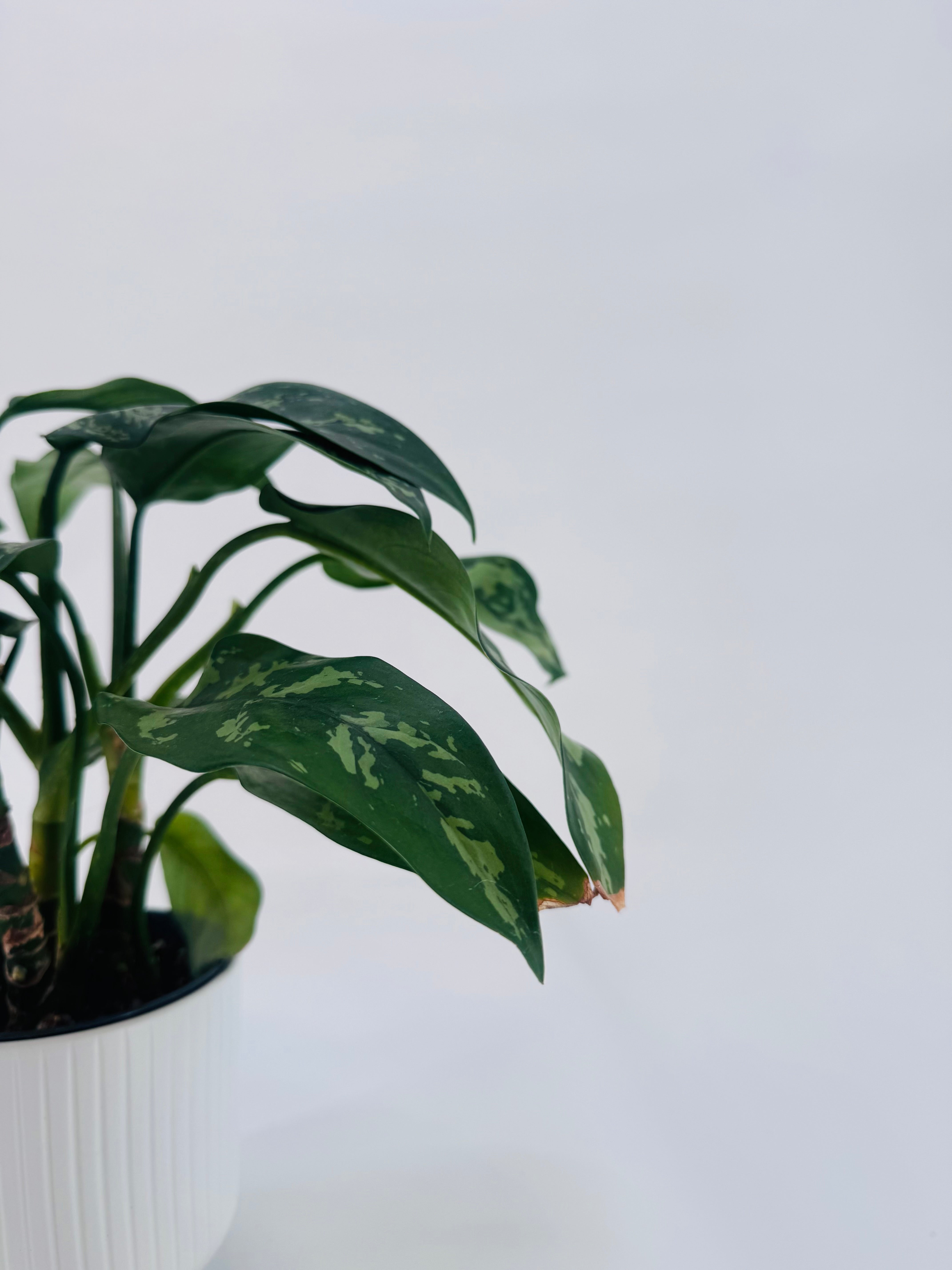 AGLAONEMA MIX