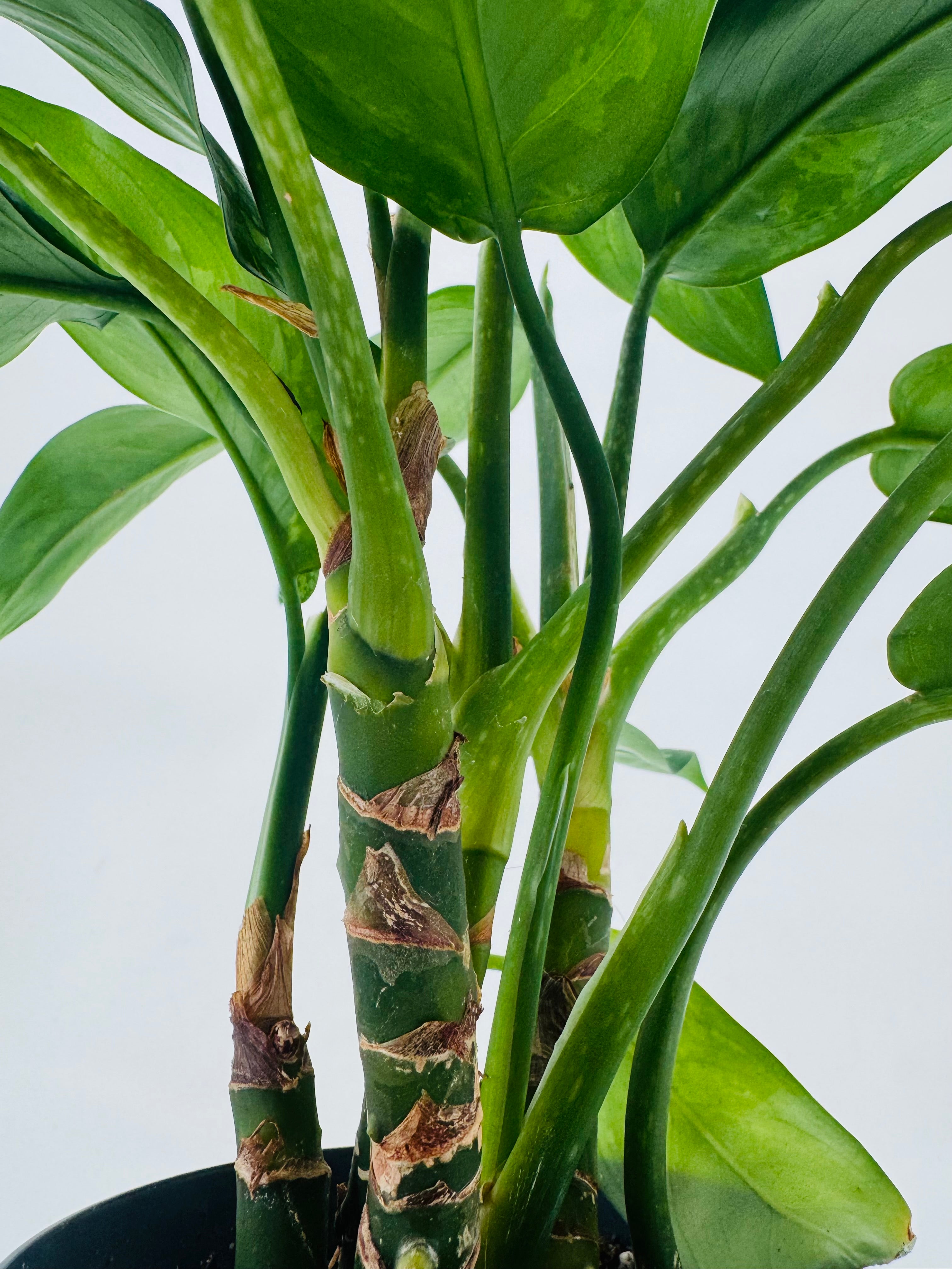 AGLAONEMA MIX