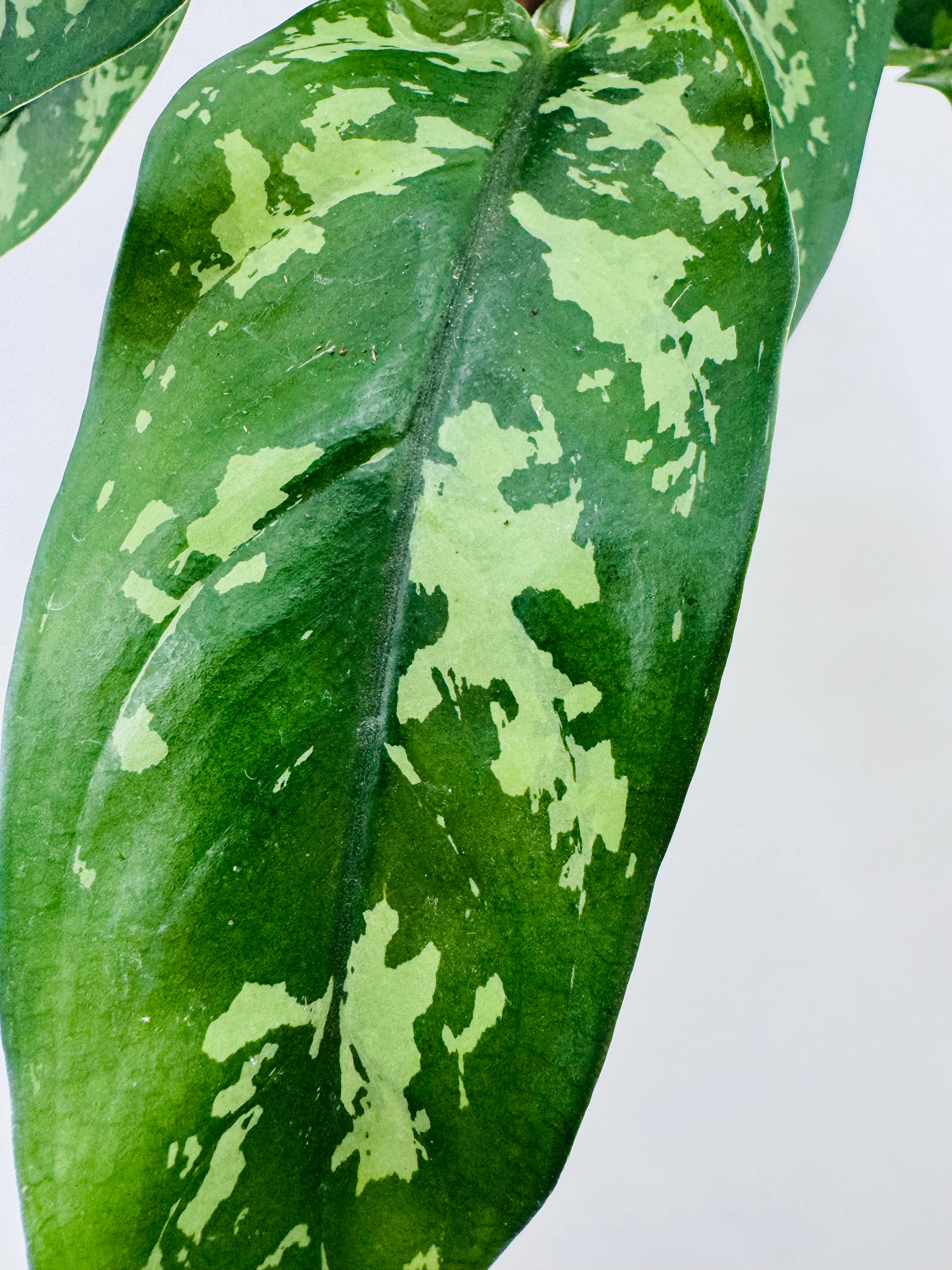 AGLAONEMA MIX