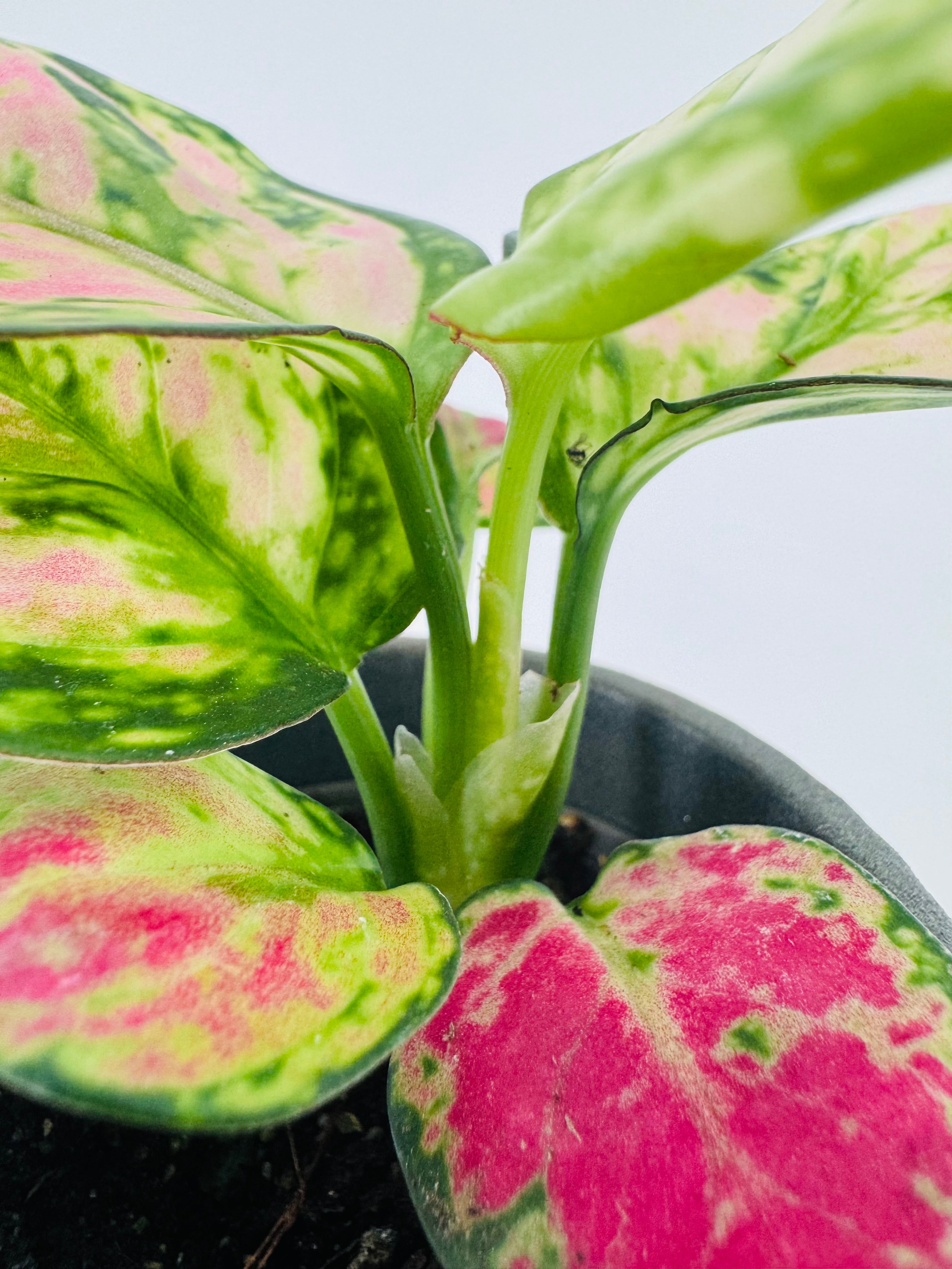 AGLAONEMA MIX M6