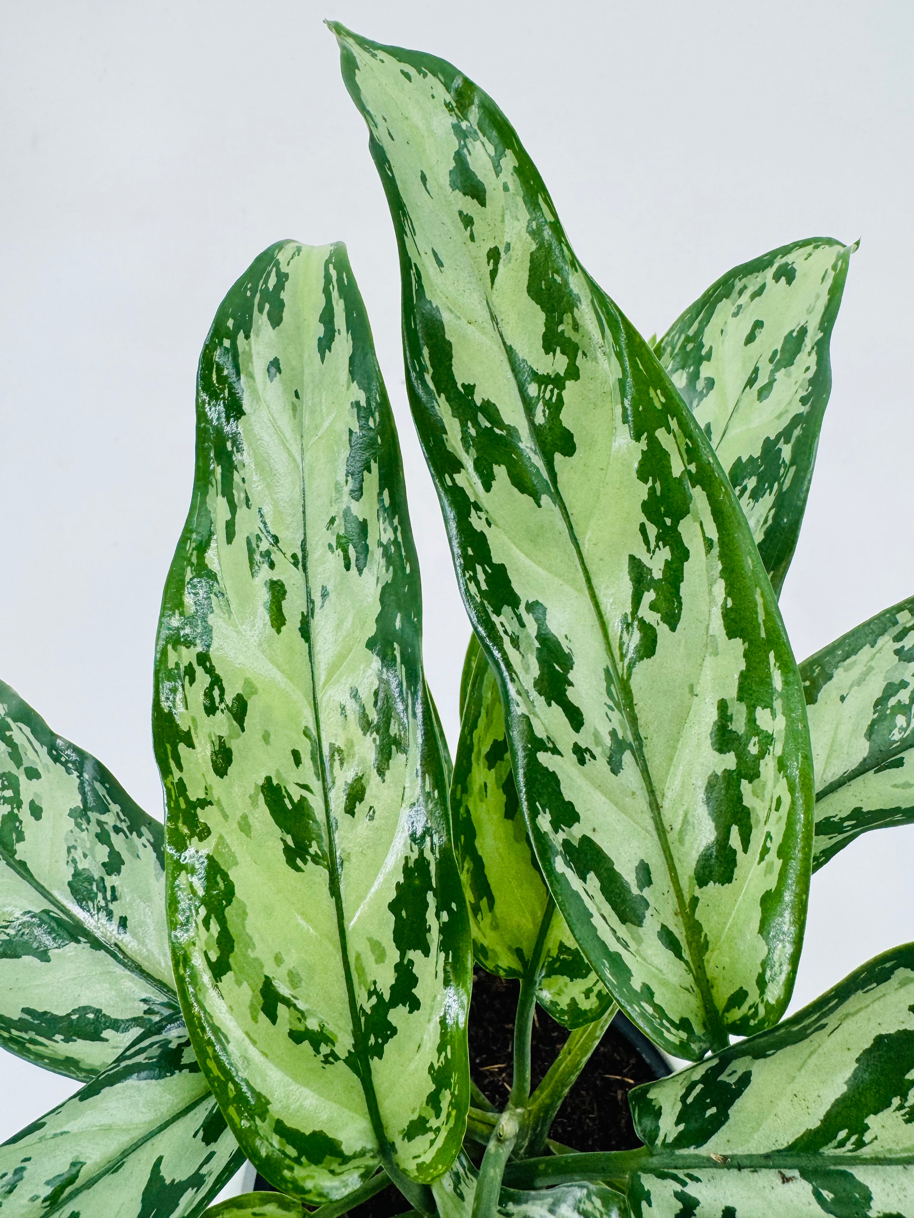 AGLAONEMA SILVER QUEEN GREEN M14